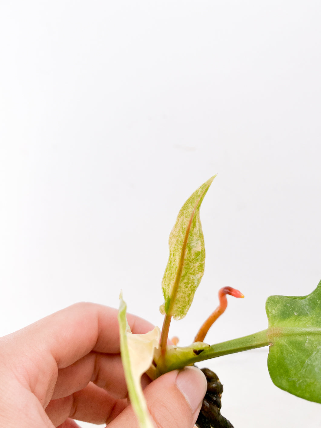 Anthurium Renaissance Variegated  3 leaves