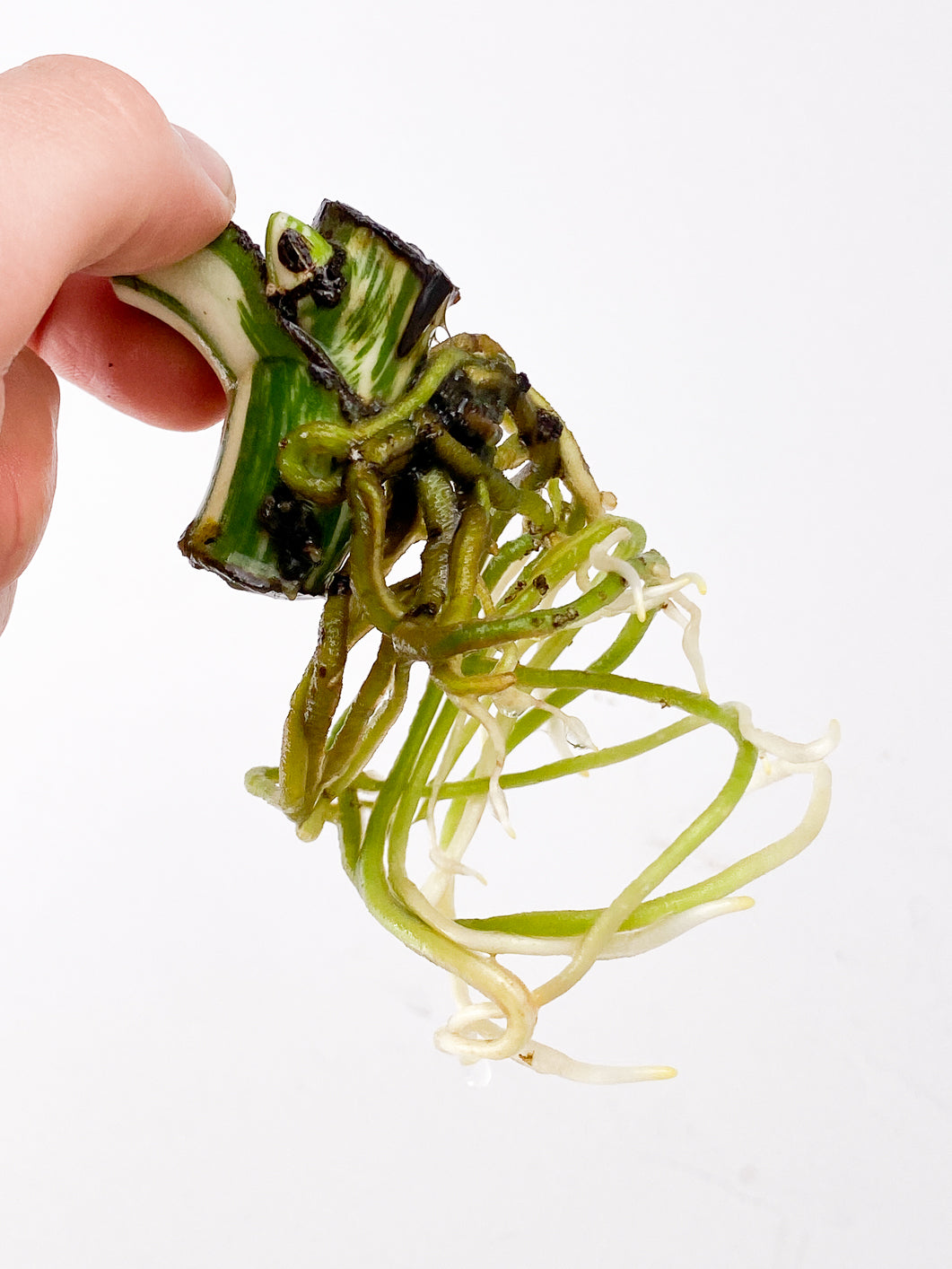 Monstera Albo White Tiger Node