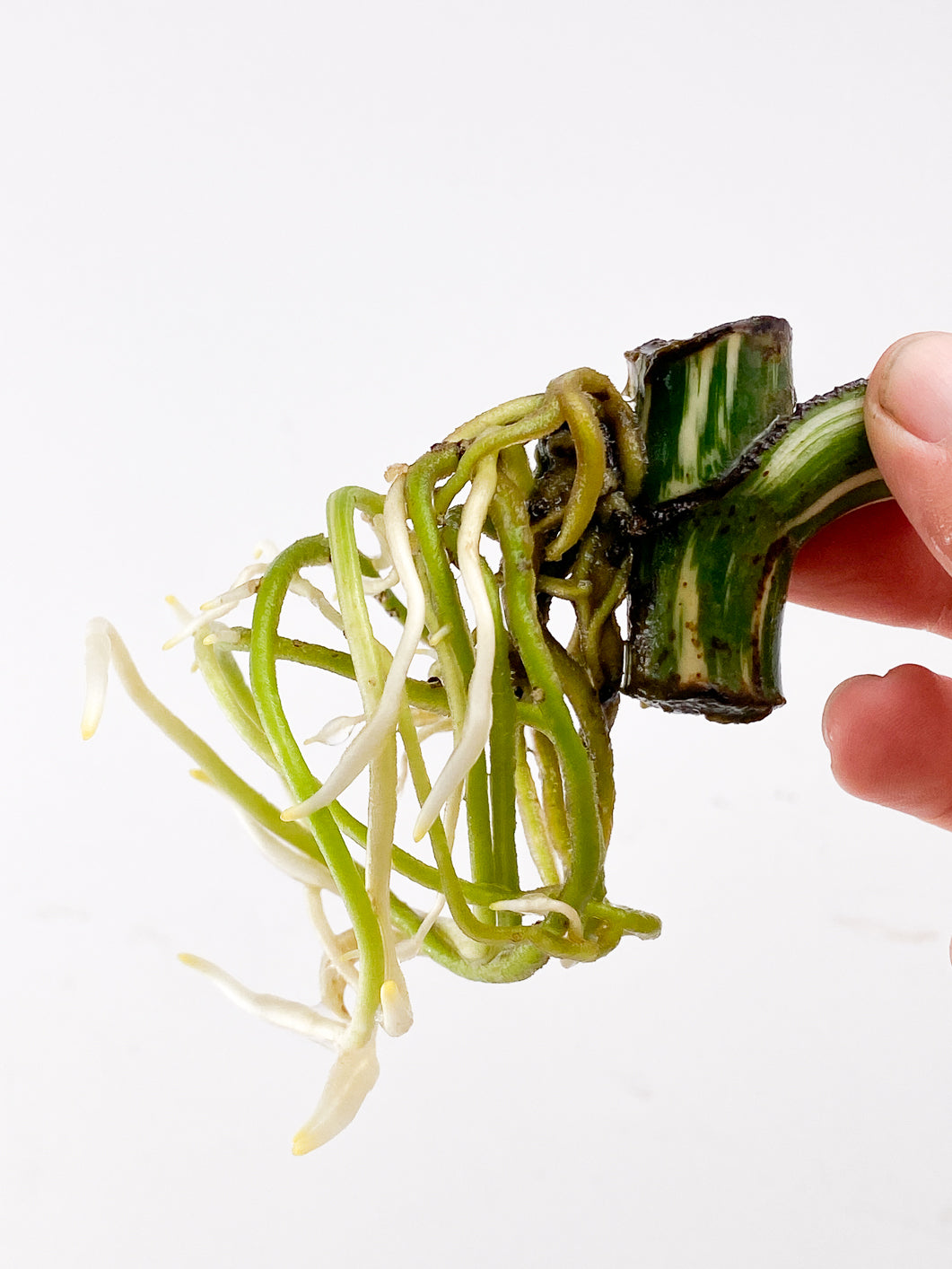 Monstera Albo White Tiger Node