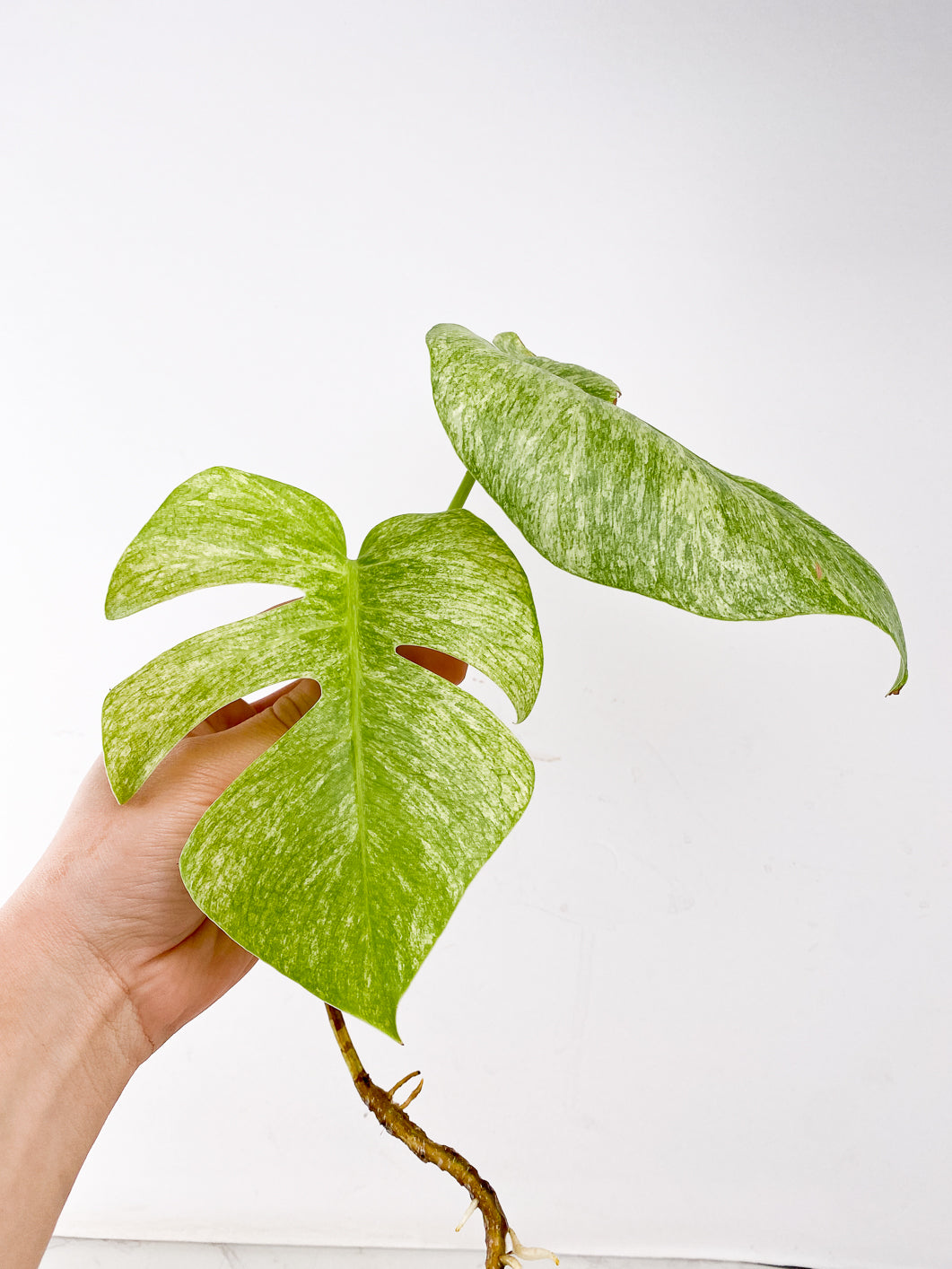 Monstera Full Mint 2 leaf top cutting