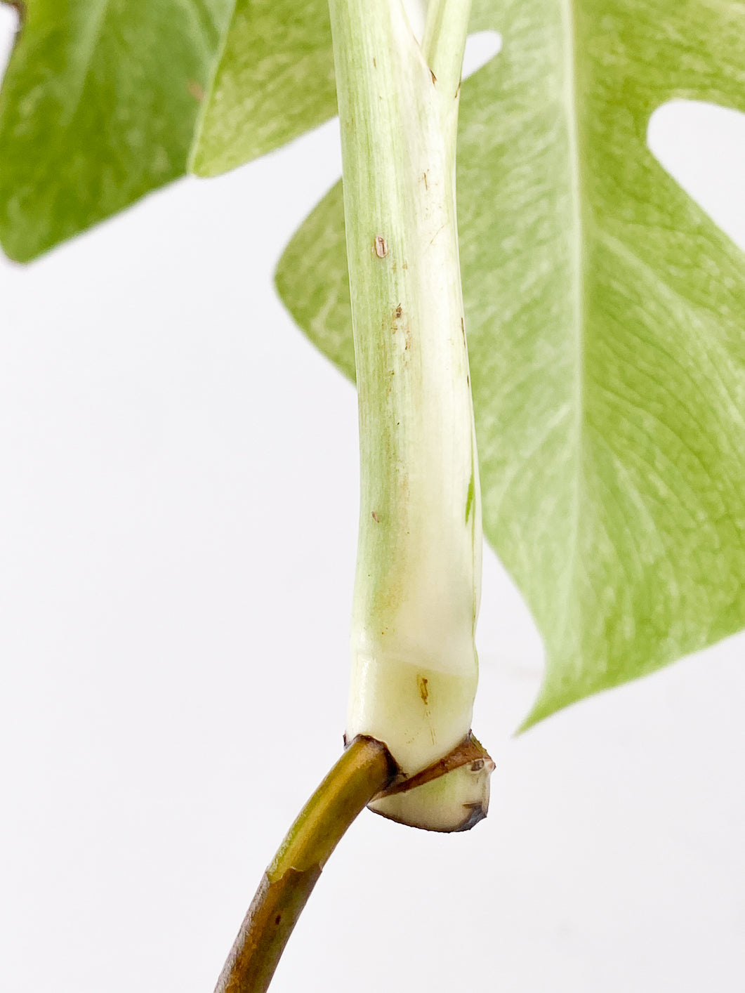 Monstera Full Mint 2 leaf top cutting