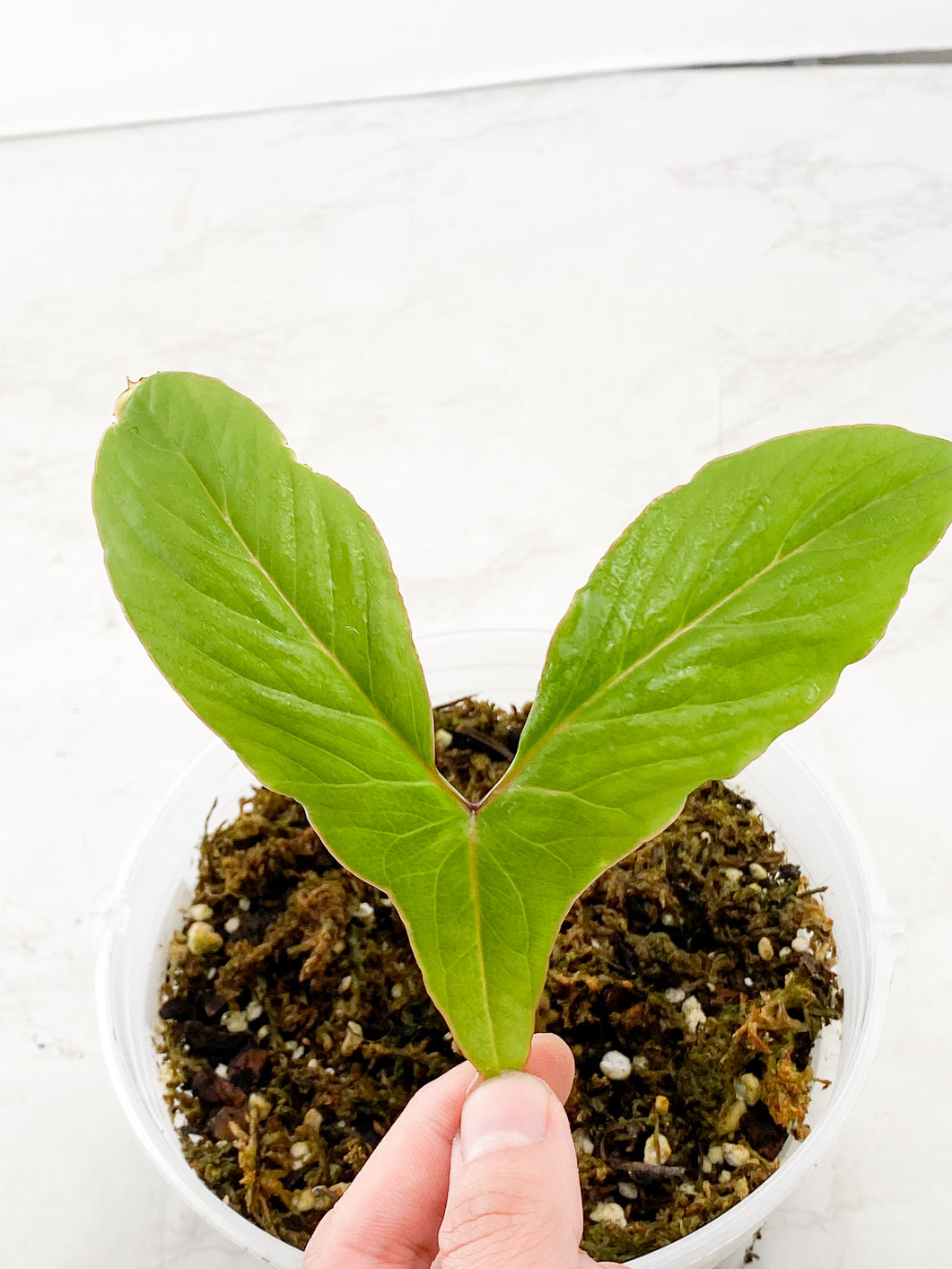 Cryrtosperma Hambalii 1 leaf Rooted