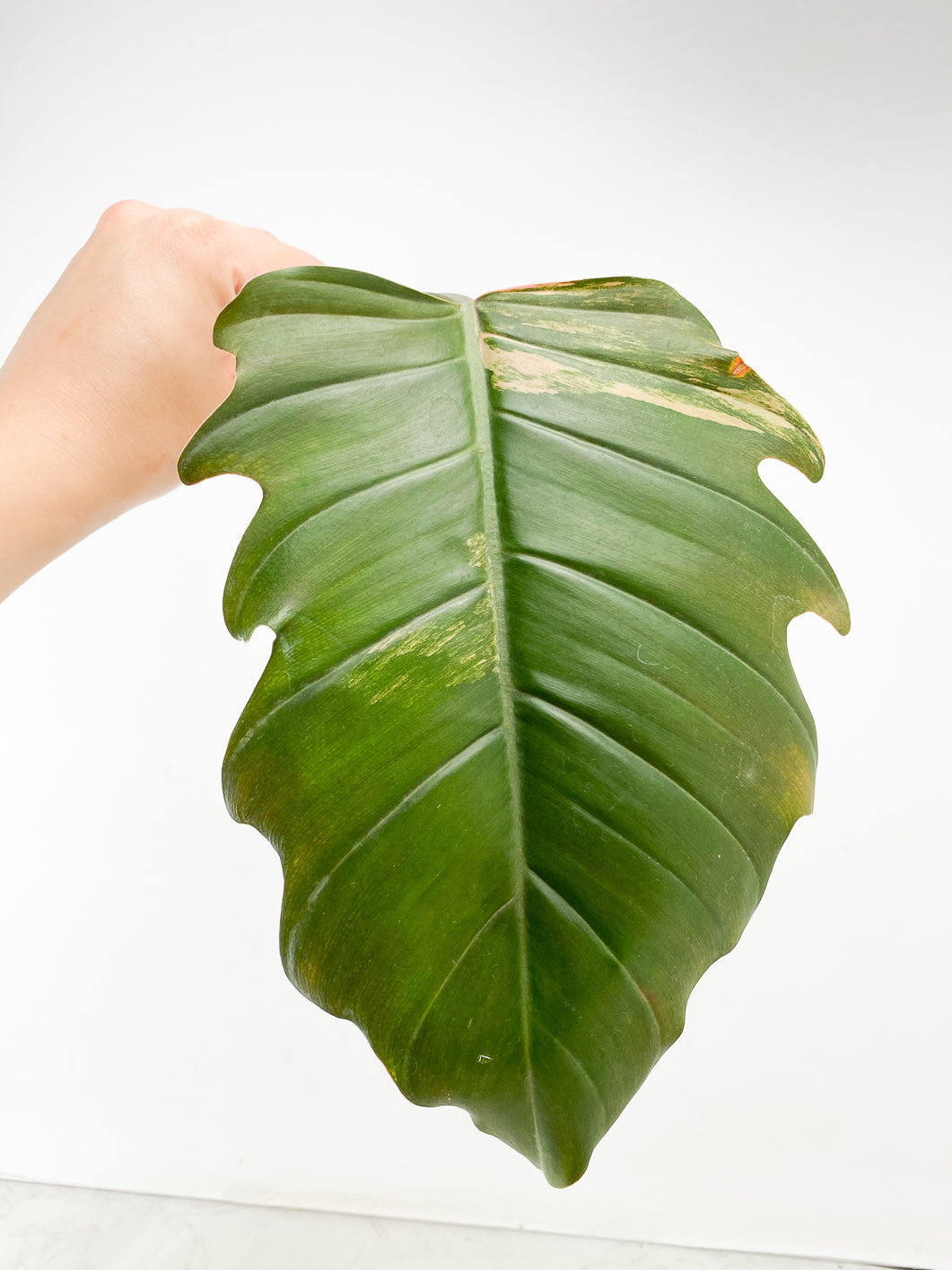 Philodendron Caramel Marble 1 leaf from highly Variegated mother plant