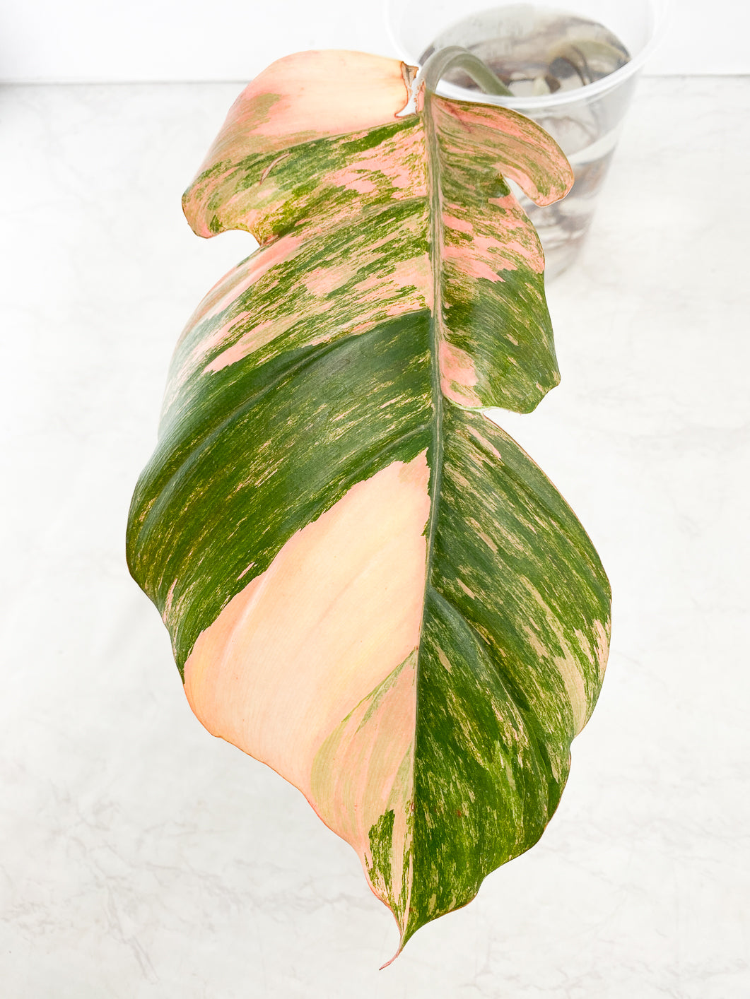 Philodendron Caramel Marble 1 leaf Highly Variegated