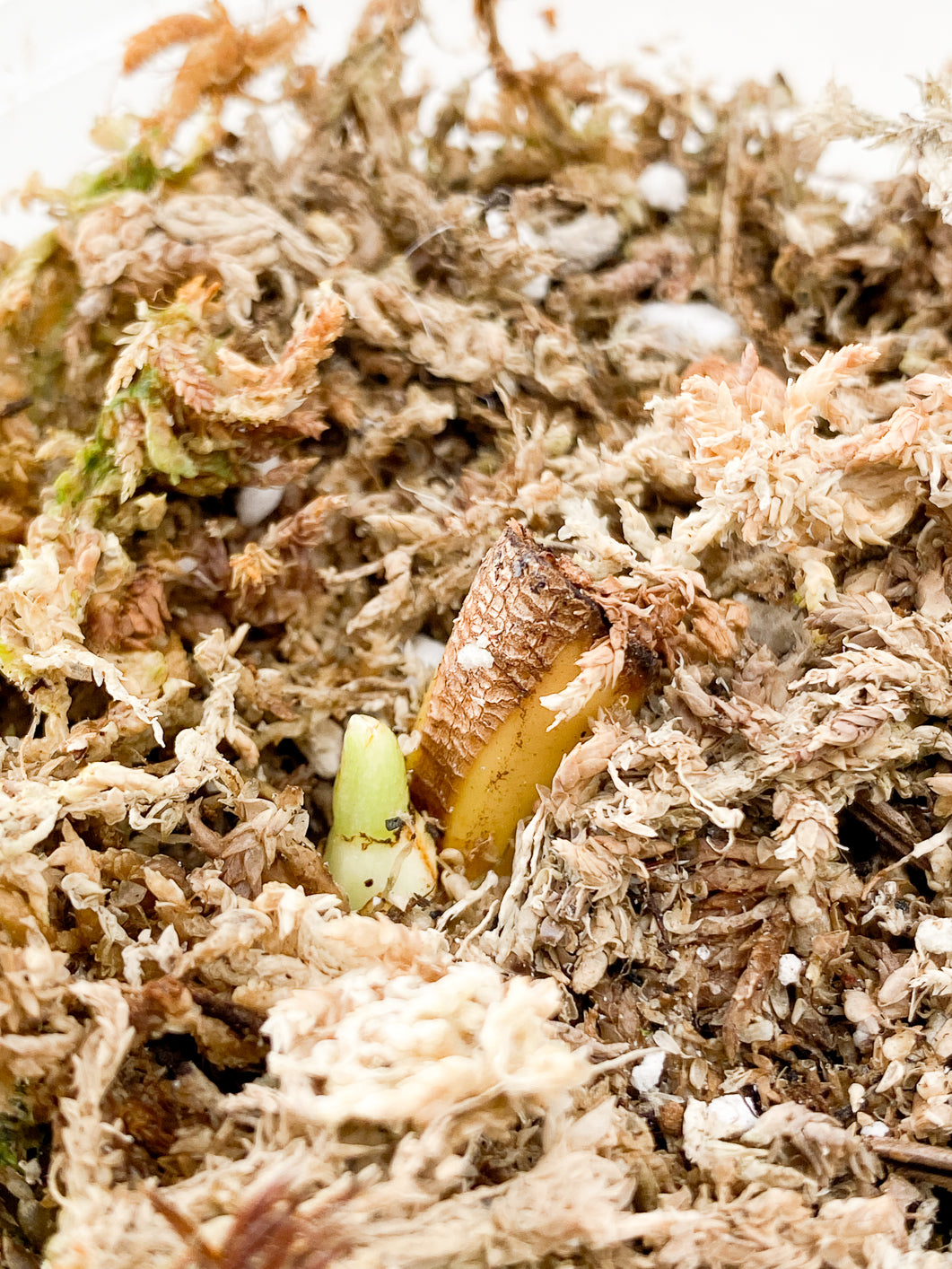 Syngonium Chiapense Variegated node 1 sprout