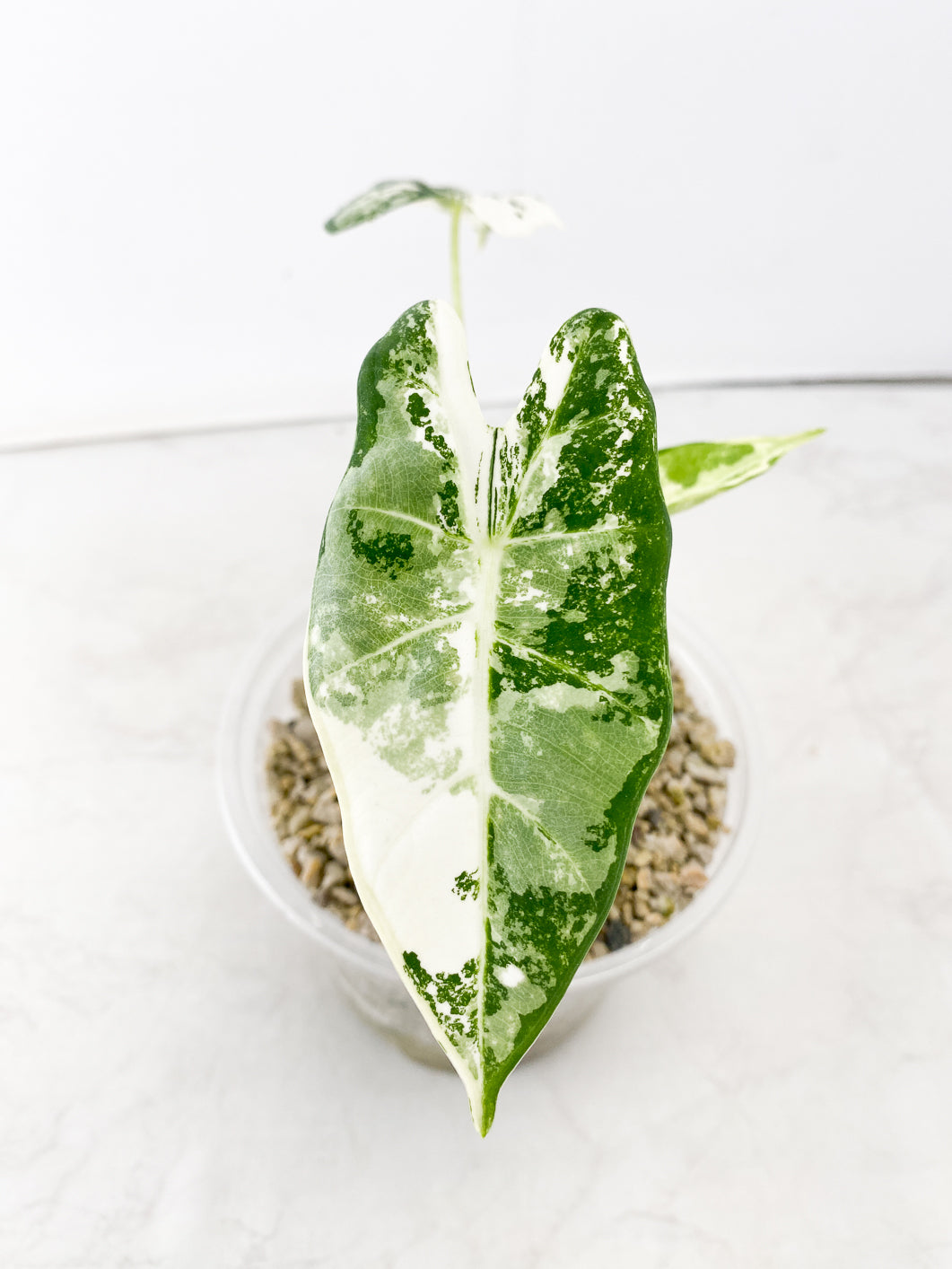 Alocasia Frydek variegated  3 leaf