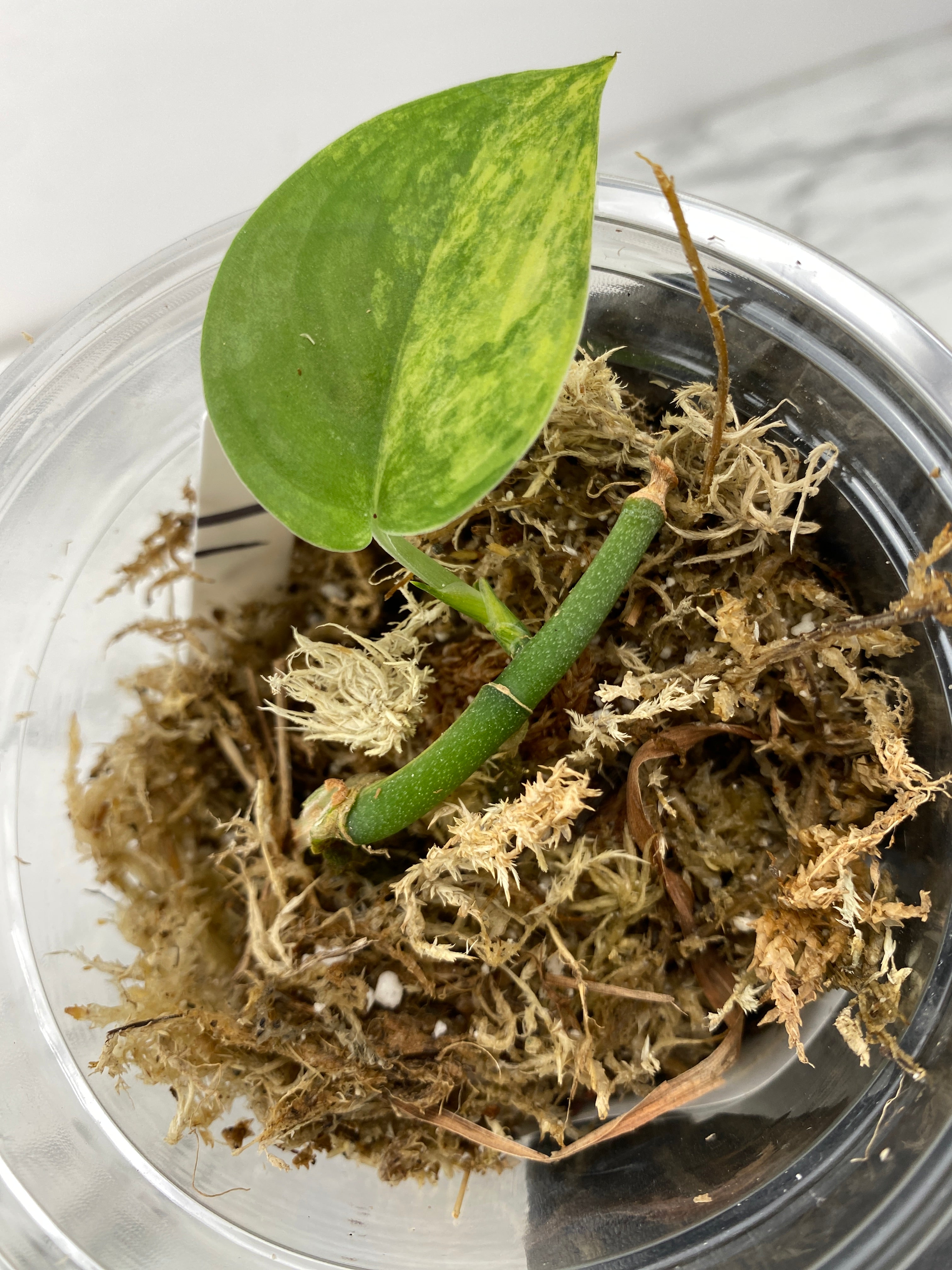 Combo Deal! Scindapsus Jade Satin Variegated and Philodendron Florida Beauty