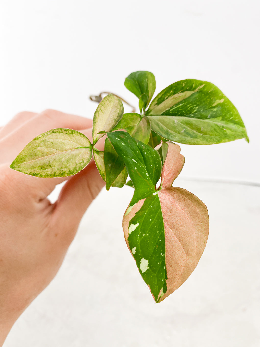 Syngonium Red Spot tricolor 3 leaf multi nodes Top Cutting