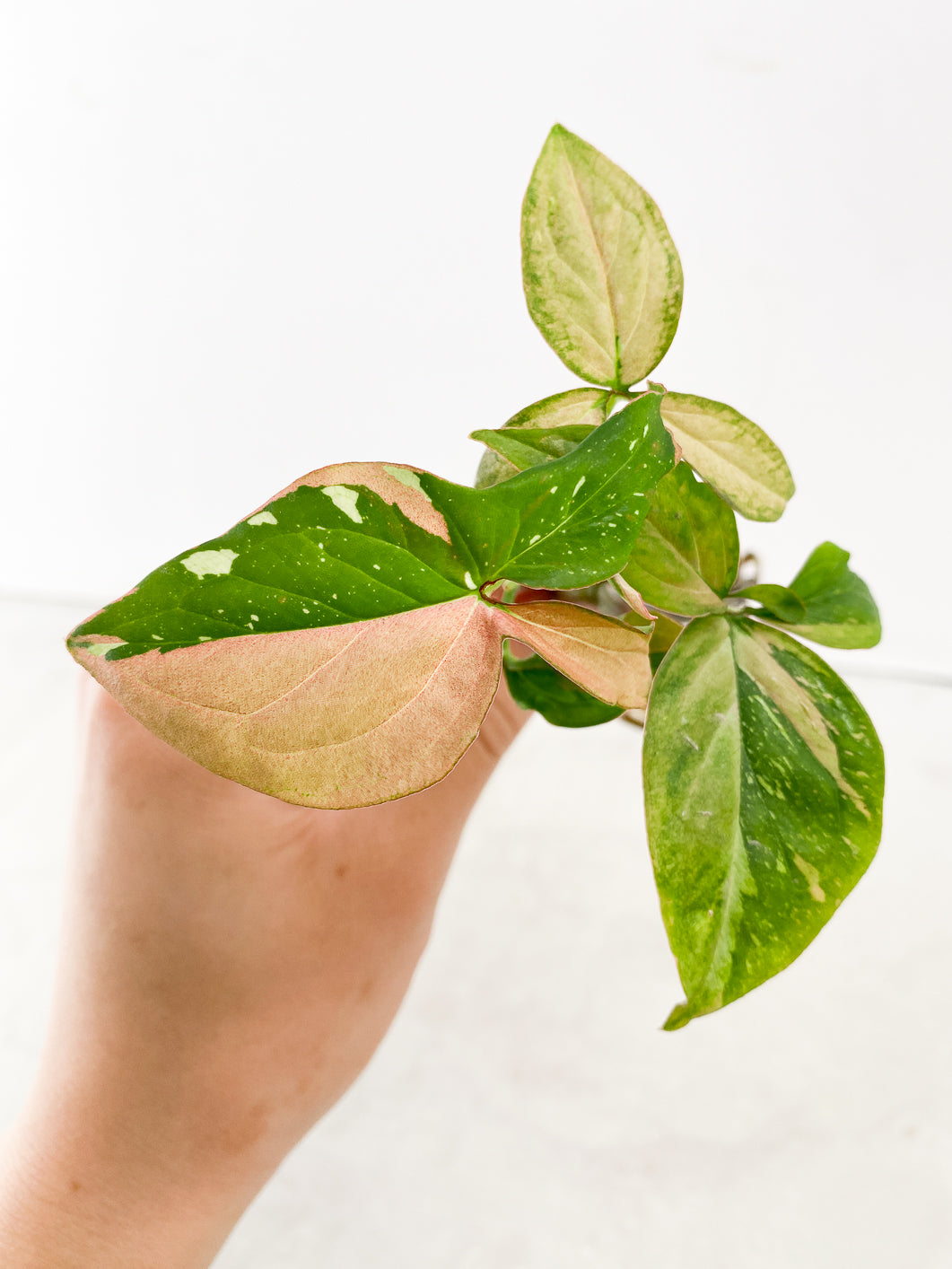 Syngonium Red Spot tricolor 3 leaf multi nodes Top Cutting