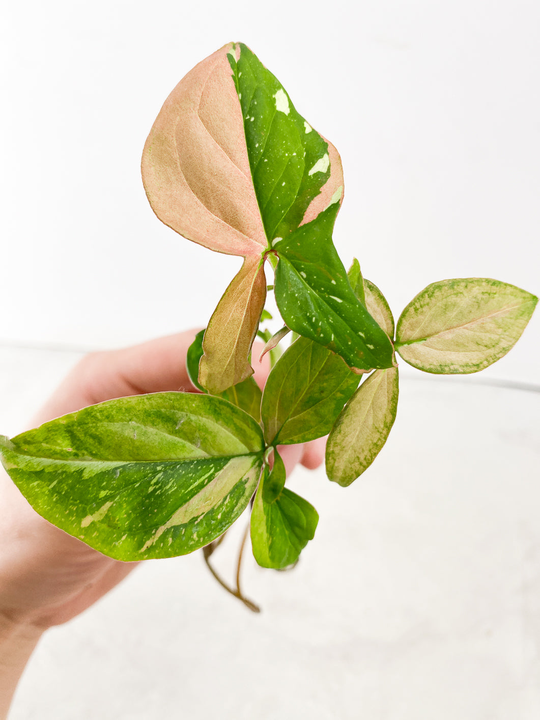 Syngonium Red Spot tricolor 3 leaf multi nodes Top Cutting