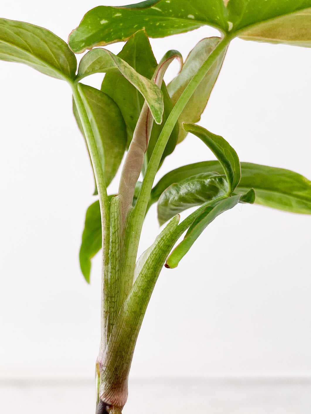 Syngonium Red Spot tricolor 3 leaf multi nodes Top Cutting