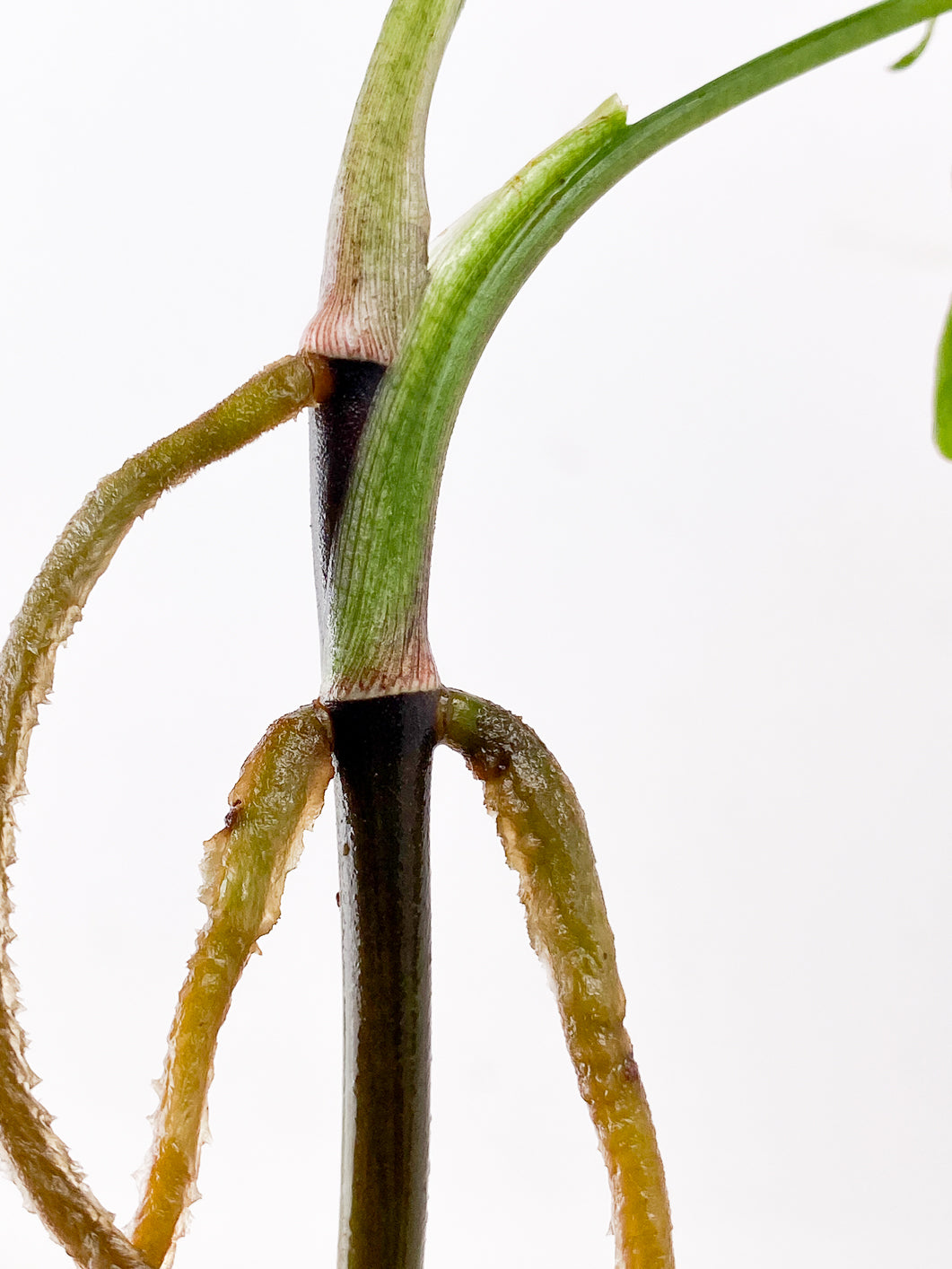 Syngonium Red Spot tricolor 3 leaf multi nodes Top Cutting