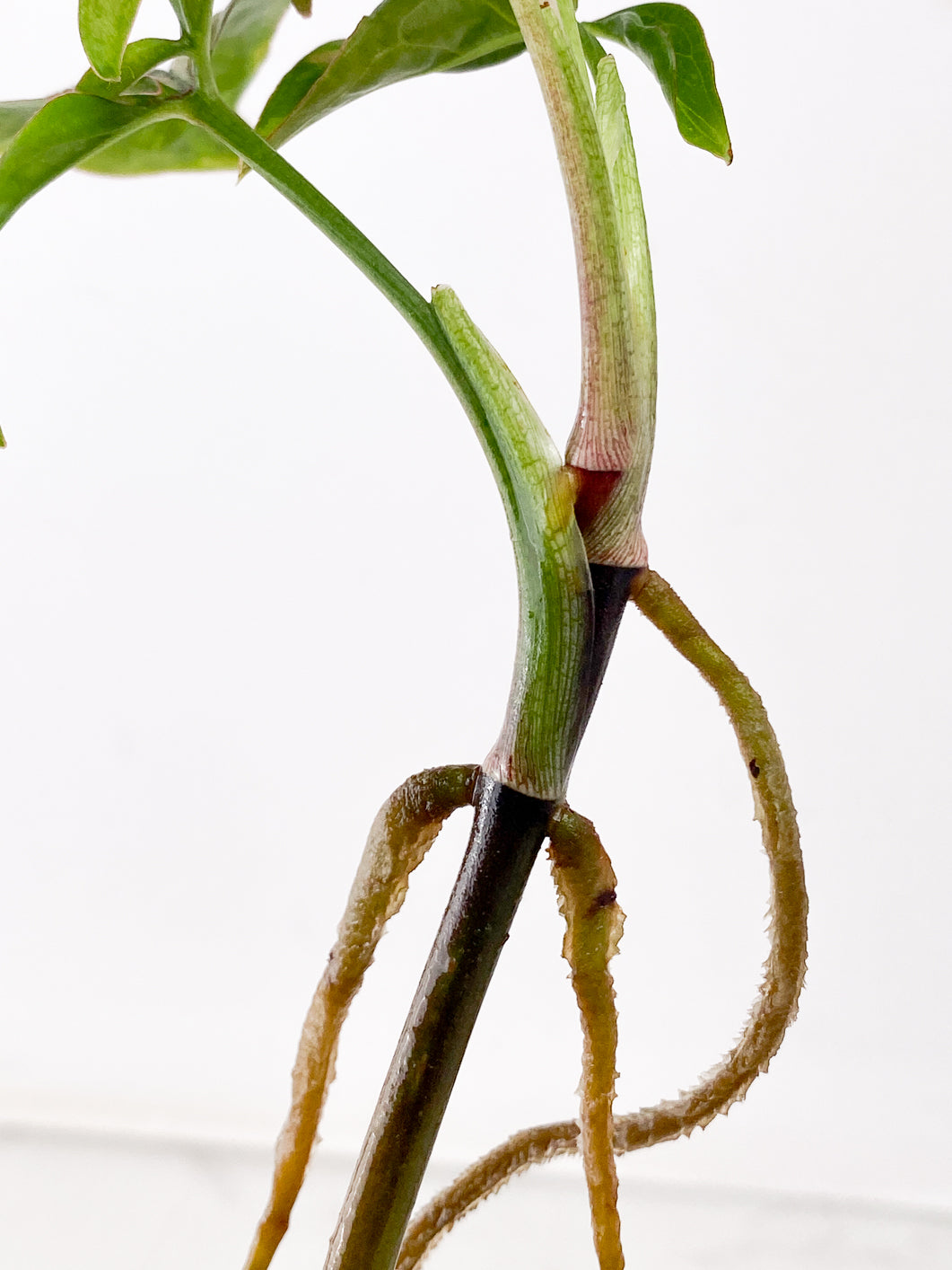 Syngonium Red Spot tricolor 3 leaf multi nodes Top Cutting