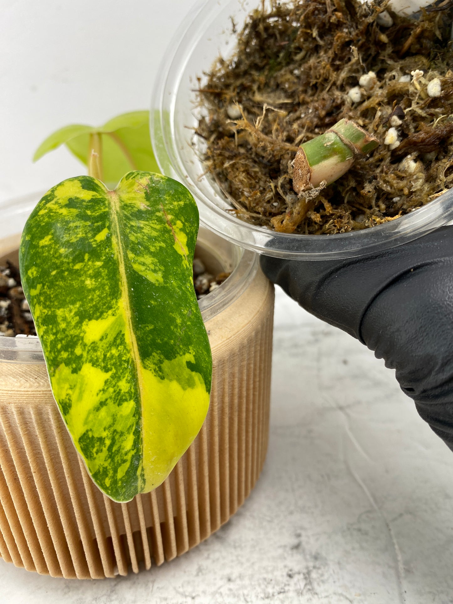 Combo Deal! Philodendron Domesticum Variegated and Philodendron White Princess Tricolor node