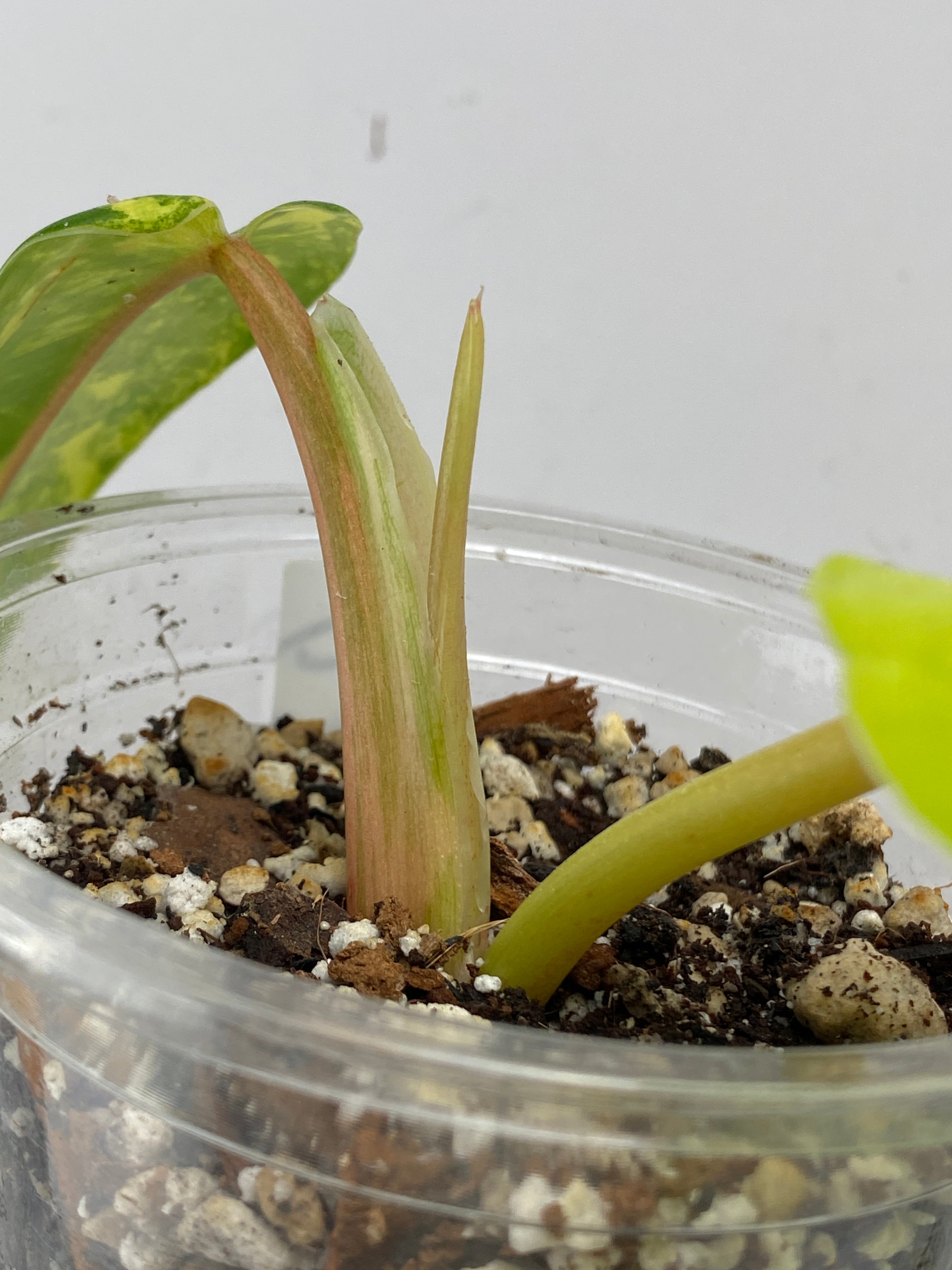 Combo Deal! Philodendron Domesticum Variegated and Philodendron White Princess Tricolor node
