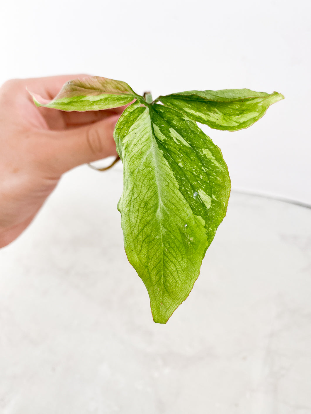 FOR MADELINE: Syngonium Red Spot tricolor 1 leaf