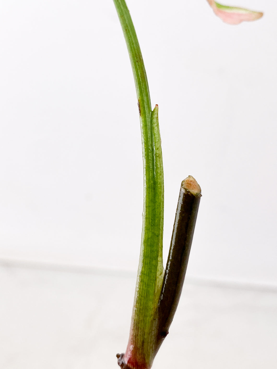 FOR MADELINE: Syngonium Red Spot tricolor 1 leaf