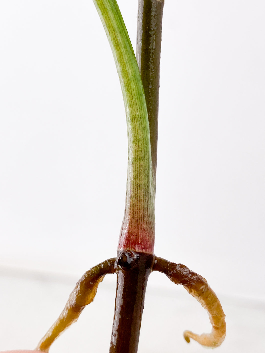 FOR MADELINE: Syngonium Red Spot tricolor 1 leaf