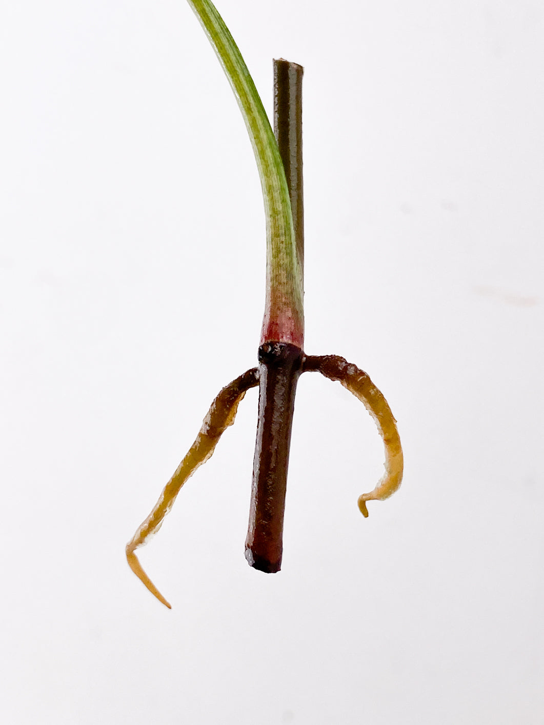 FOR MADELINE: Syngonium Red Spot tricolor 1 leaf