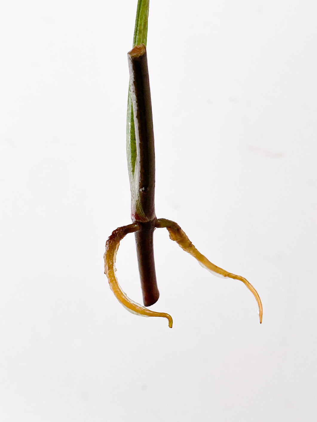 FOR MADELINE: Syngonium Red Spot tricolor 1 leaf