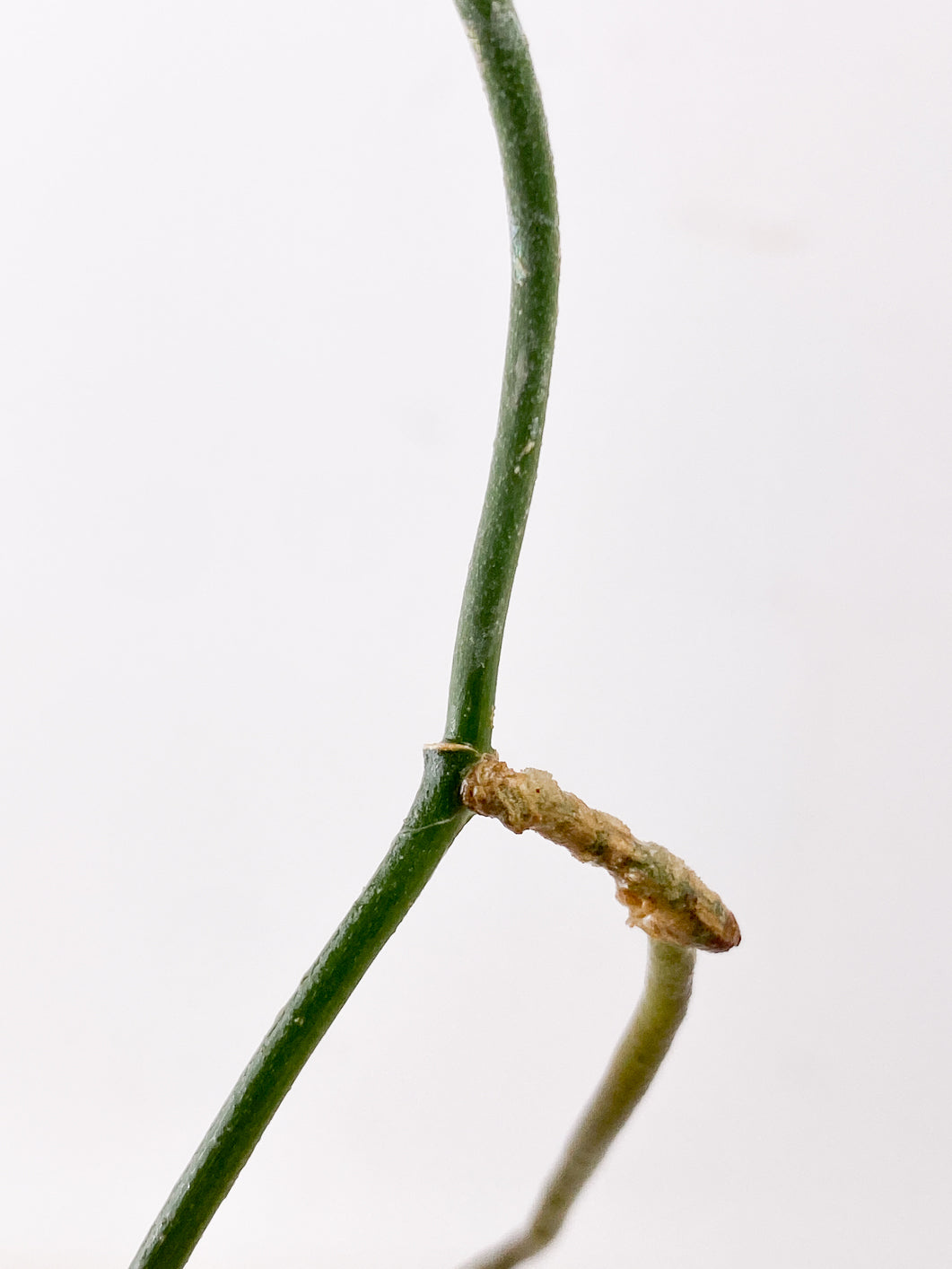Scindapsus Snake Scale 1 leaf multiple nodes
