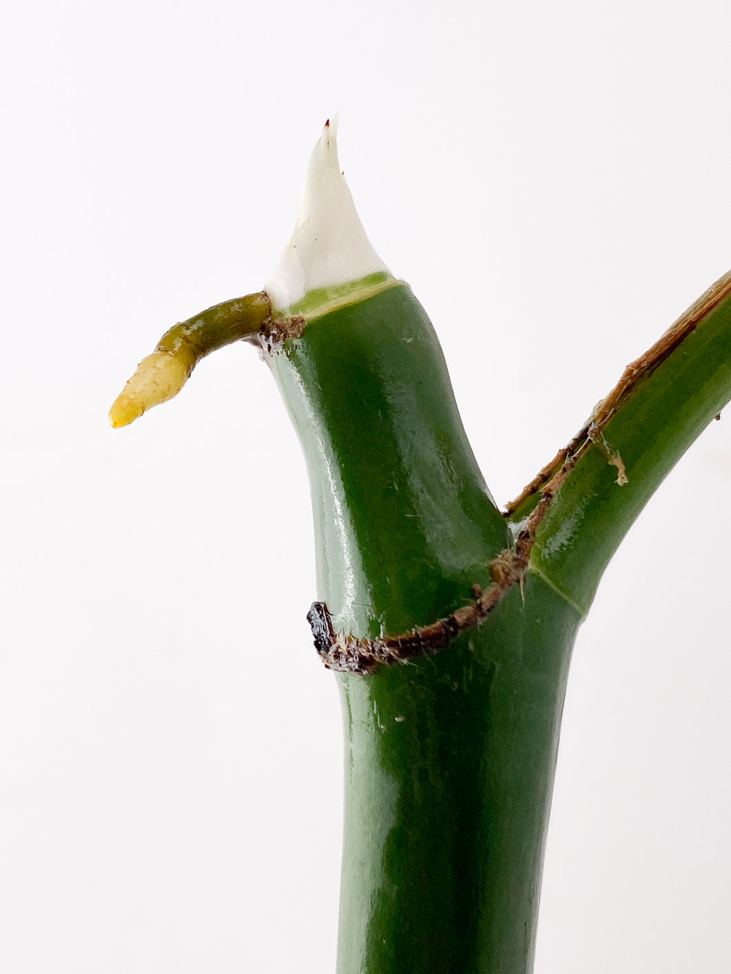 Raphidophora sp. Flame 1 leaf 1 sprout Top Cutting extra node