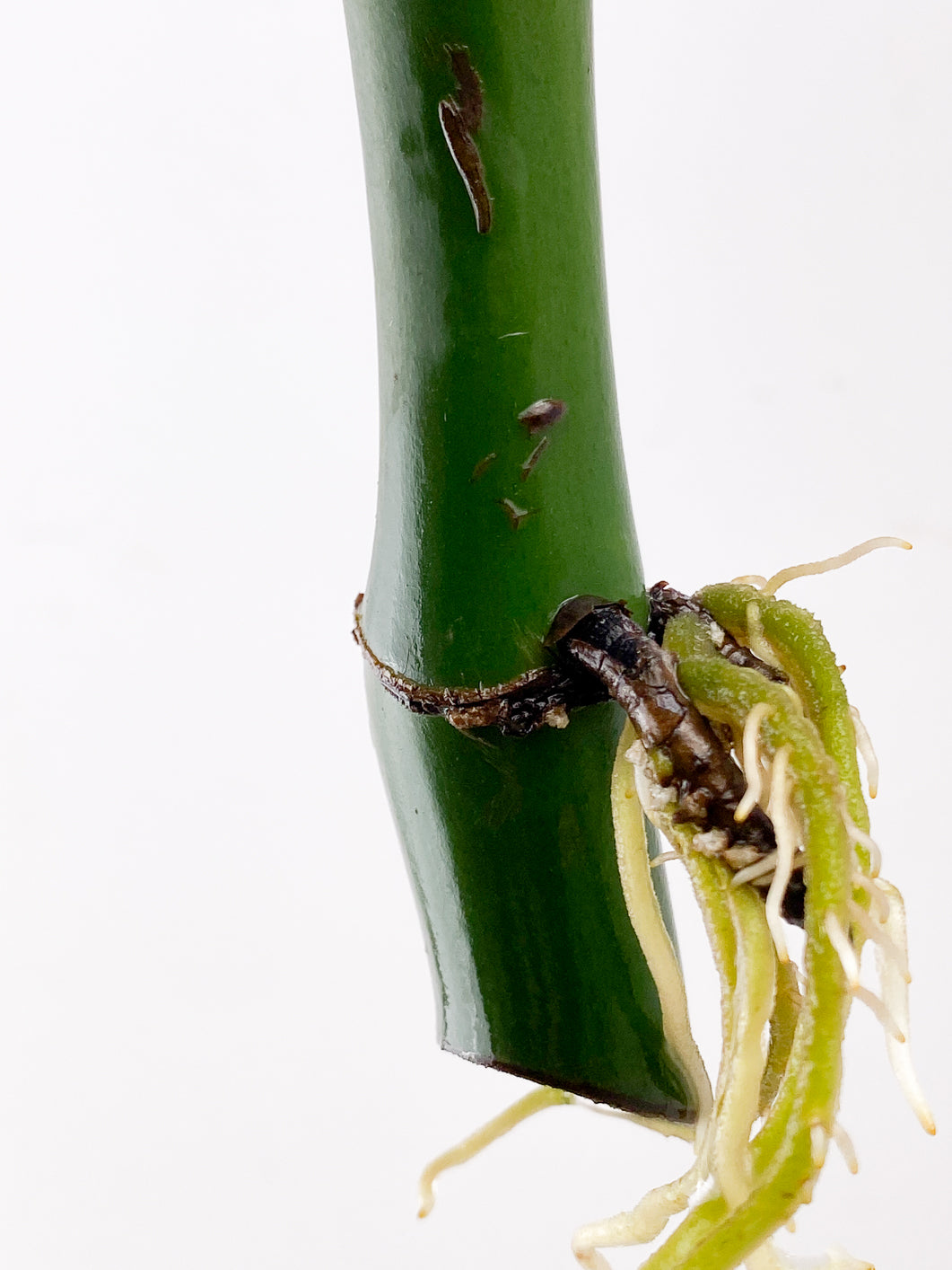 Raphidophora sp. Flame 1 leaf 1 sprout Top Cutting extra node