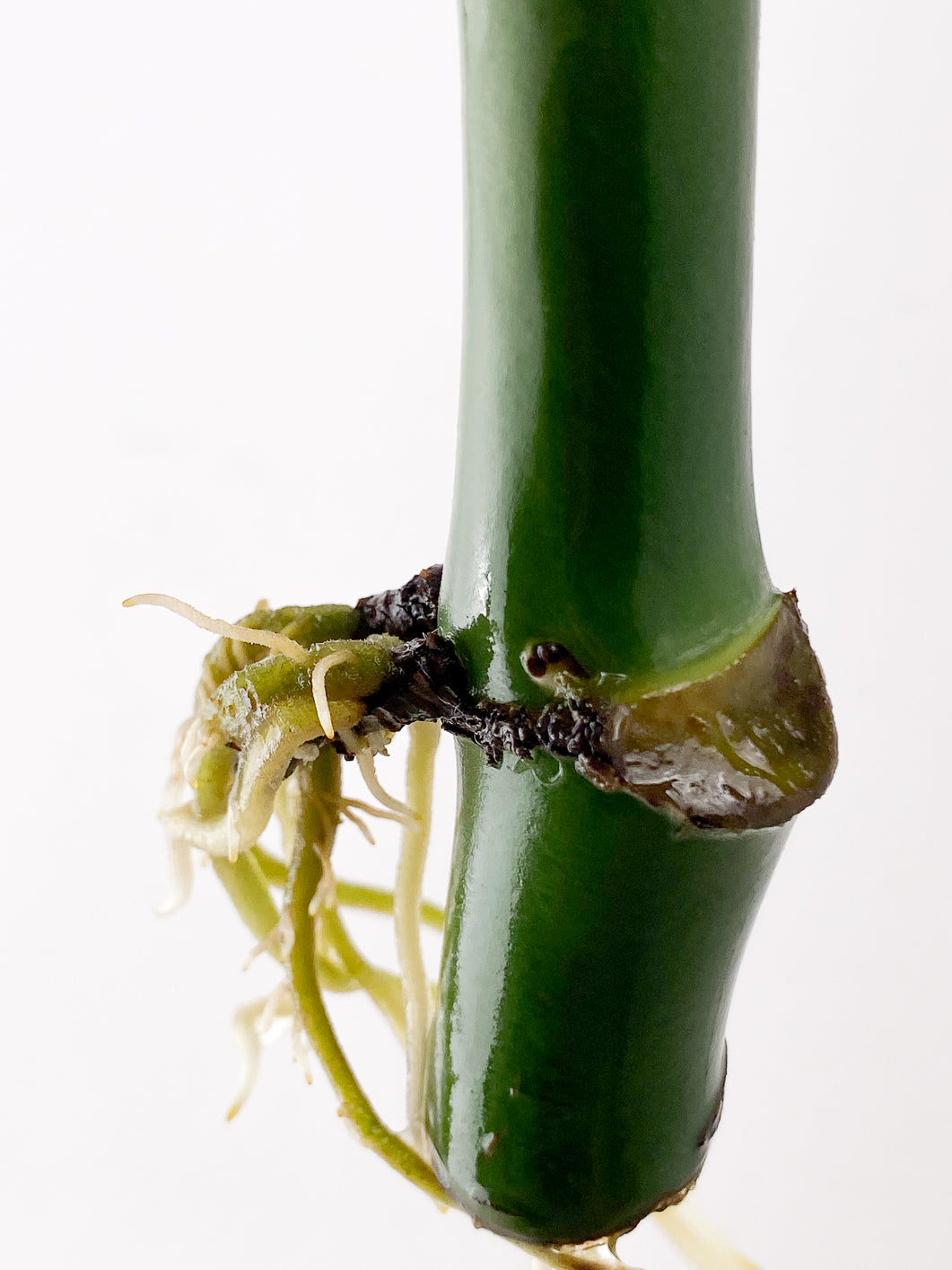 Raphidophora sp. Flame 1 leaf 1 sprout Top Cutting extra node