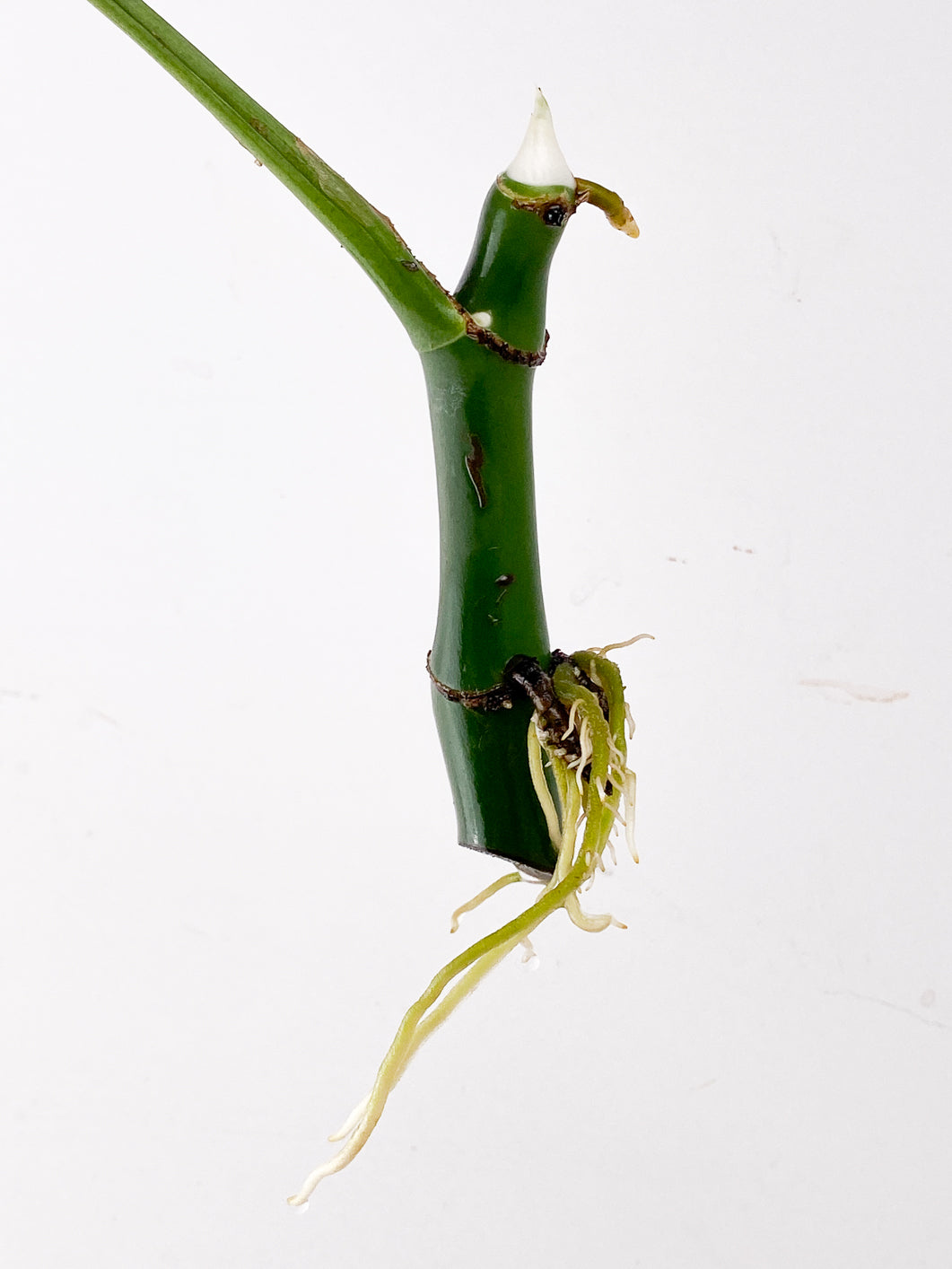 Raphidophora sp. Flame 1 leaf 1 sprout Top Cutting extra node