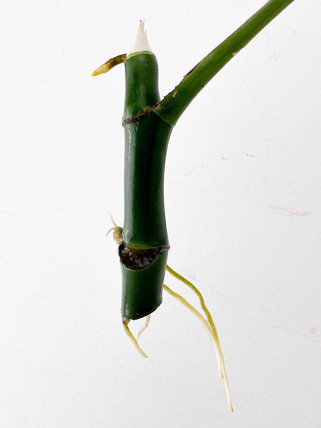 Raphidophora sp. Flame 1 leaf 1 sprout Top Cutting extra node