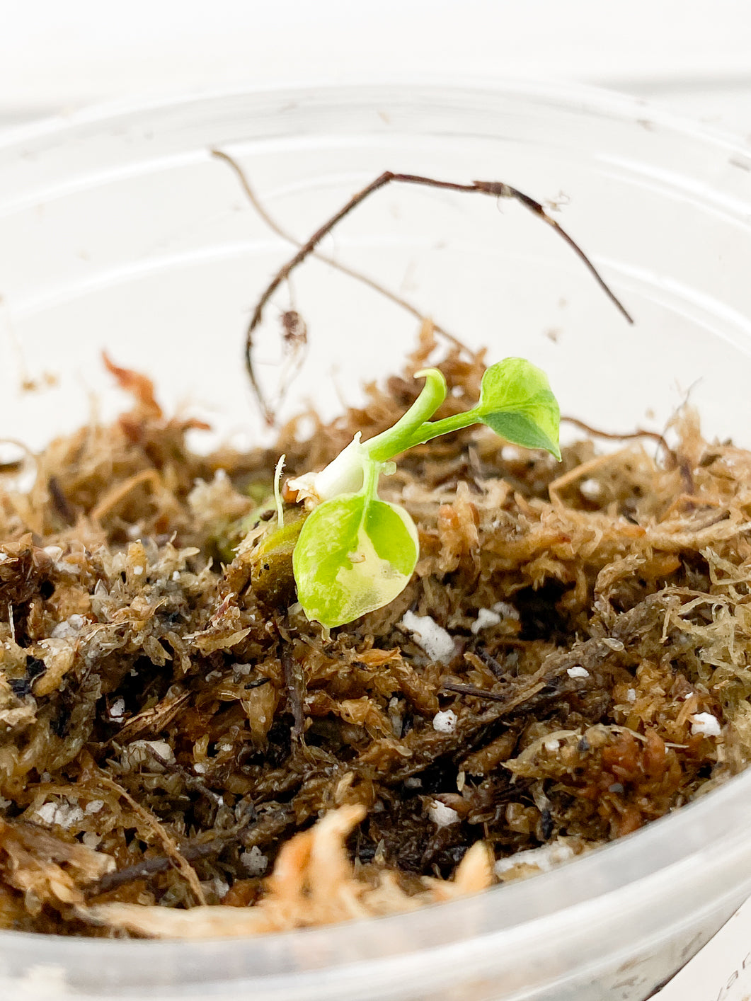 Schismatoglottis wallichii variegata 2 small leaf 1 sprout