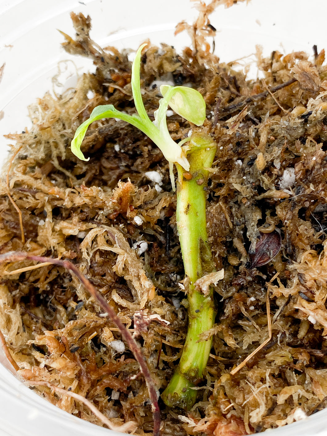 Schismatoglottis wallichii variegata 2 small leaf 1 sprout