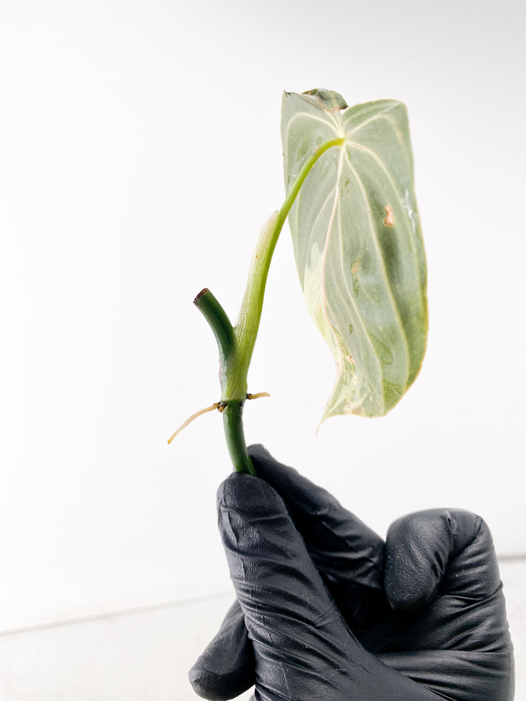 Philodenderon Melanochrysum Variegated 1 Leaf