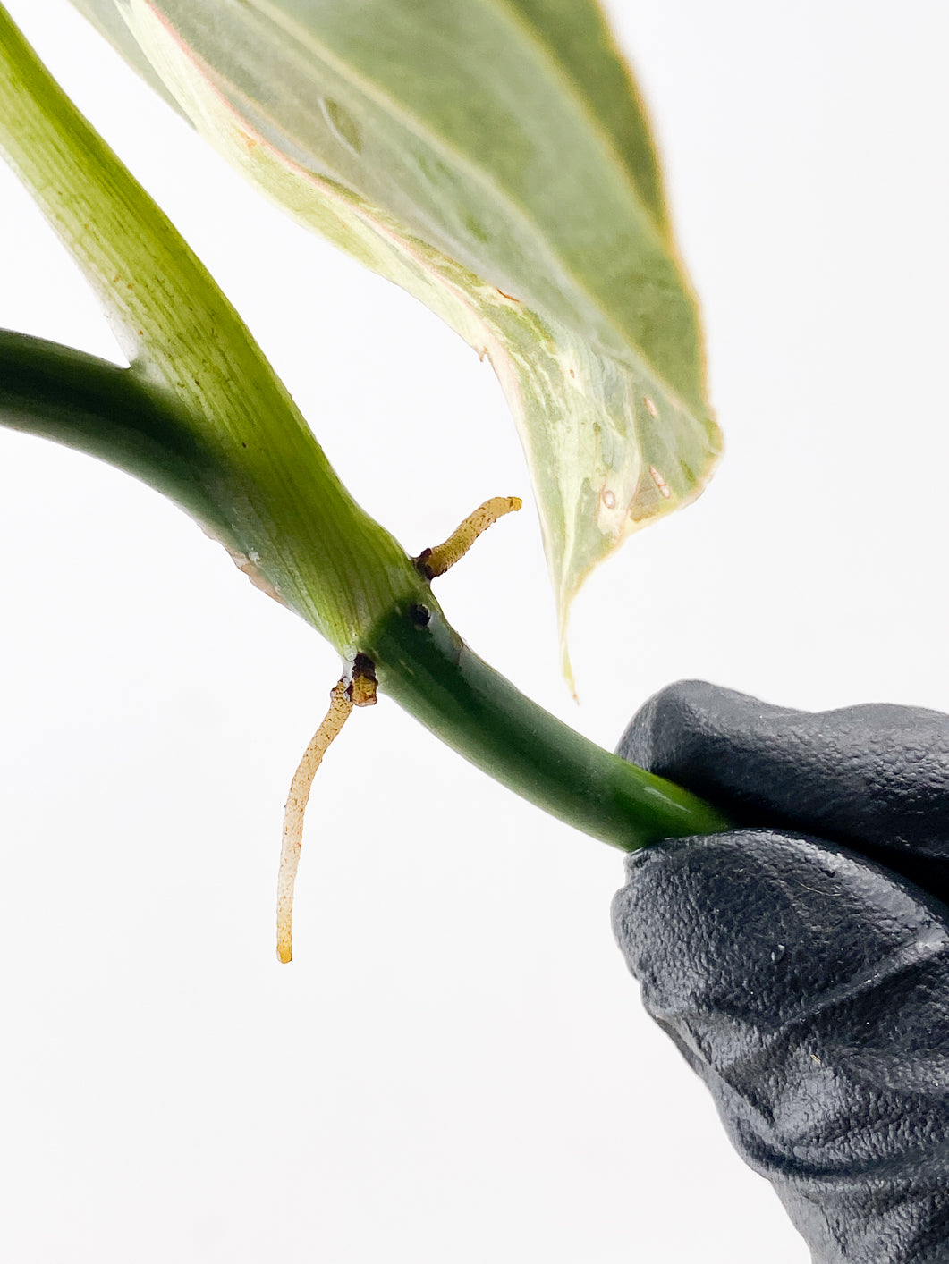 Philodenderon Melanochrysum Variegated 1 Leaf