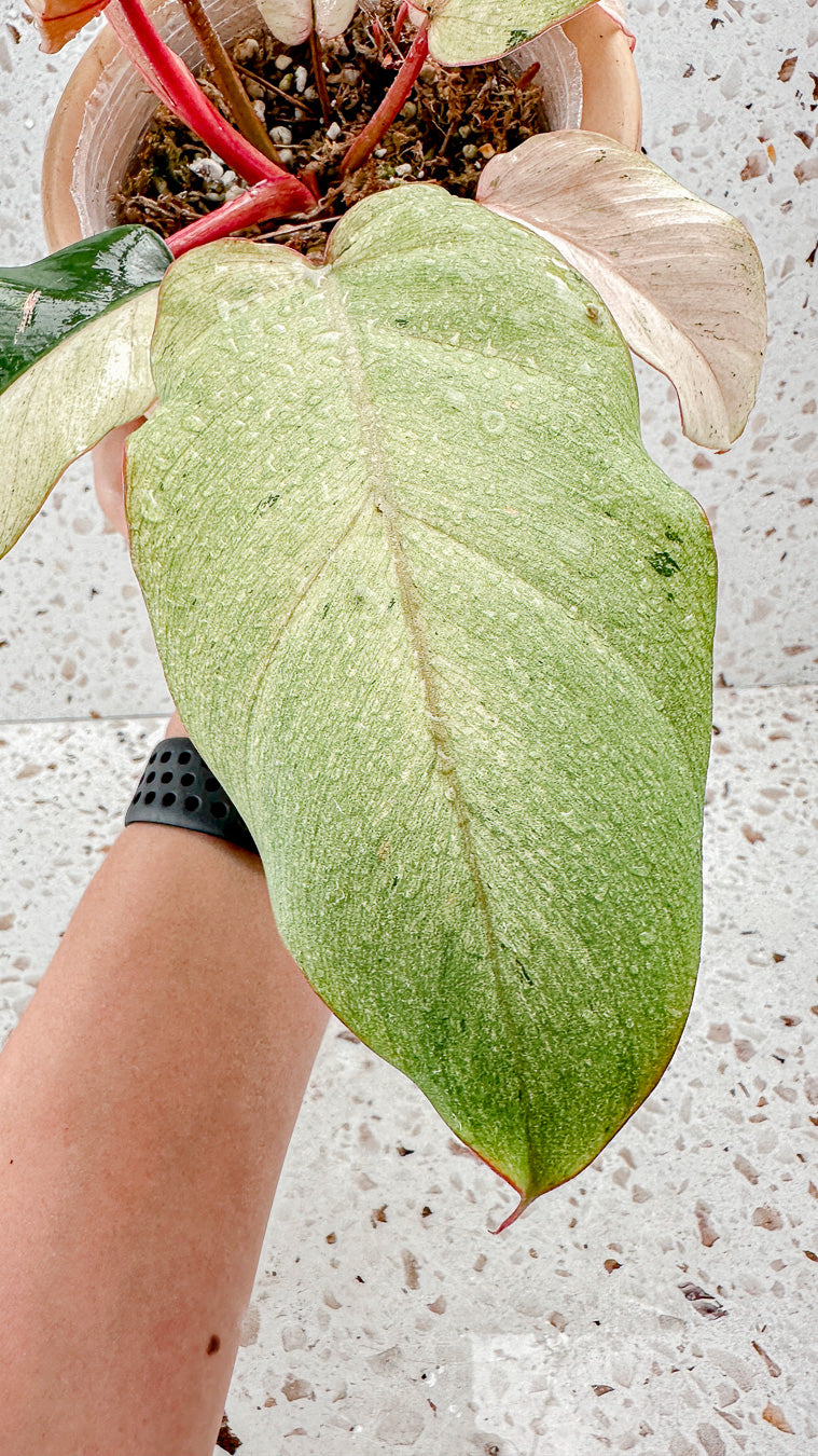 Philodendron Snowdrifts Variegated