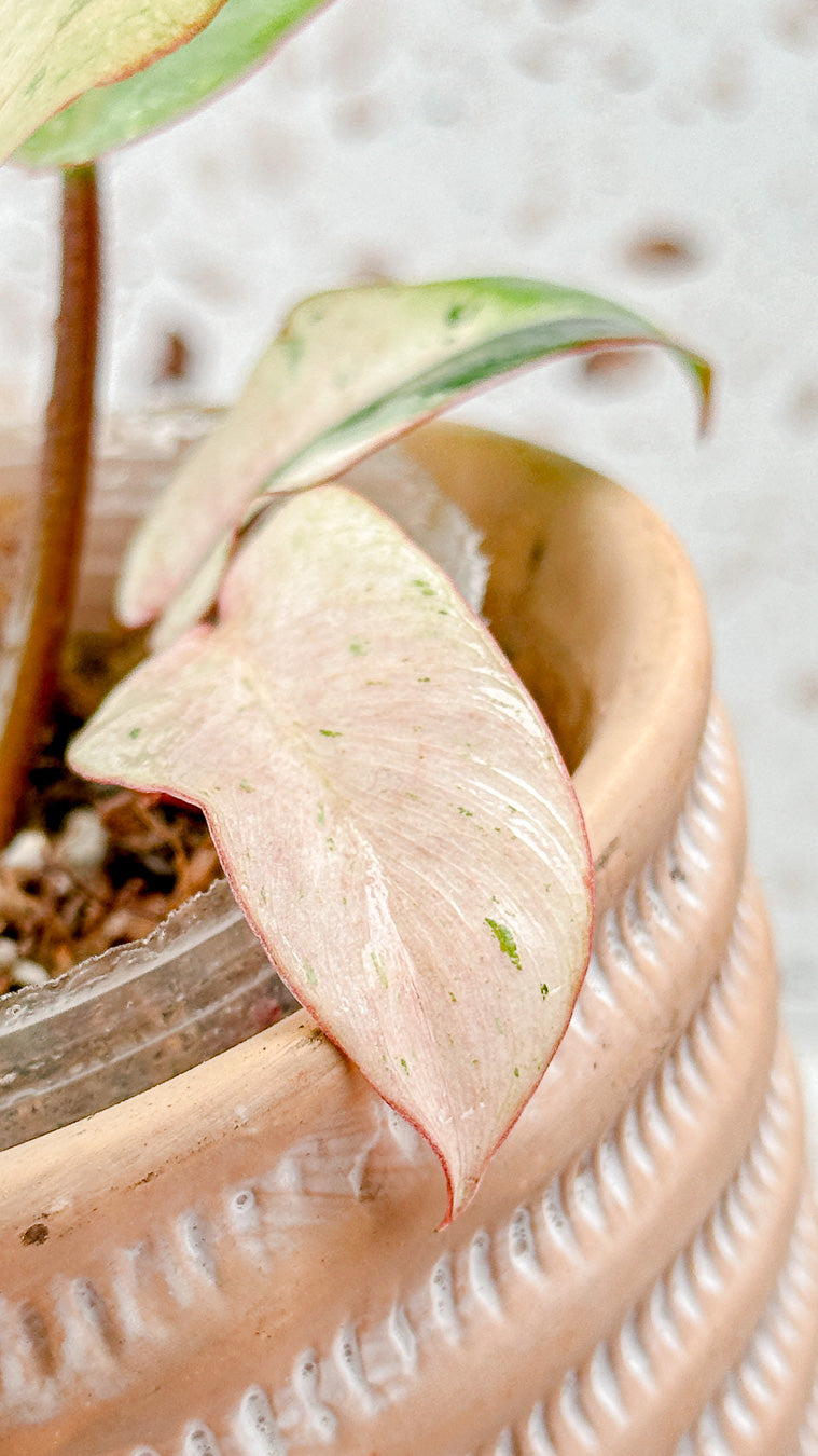 Philodendron Snowdrifts Variegated