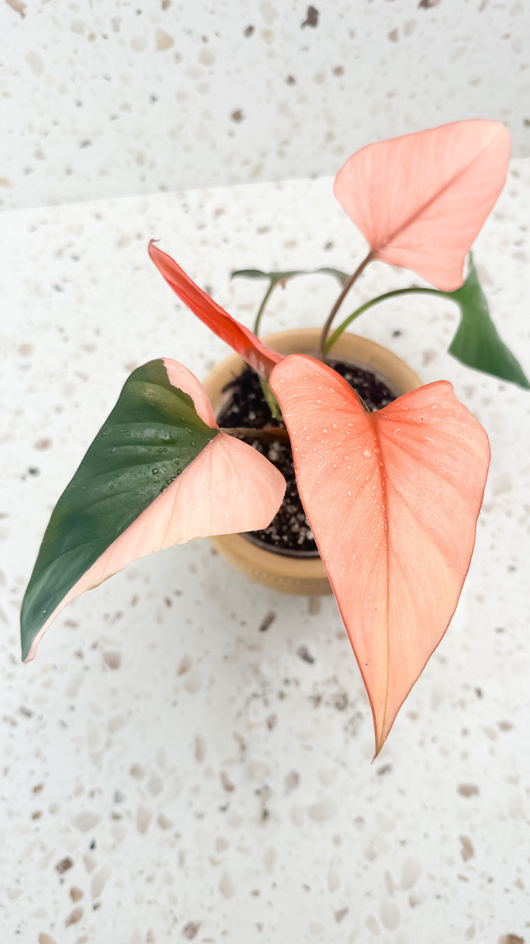 Homalomena Pink Diamond rooted highly Variegated