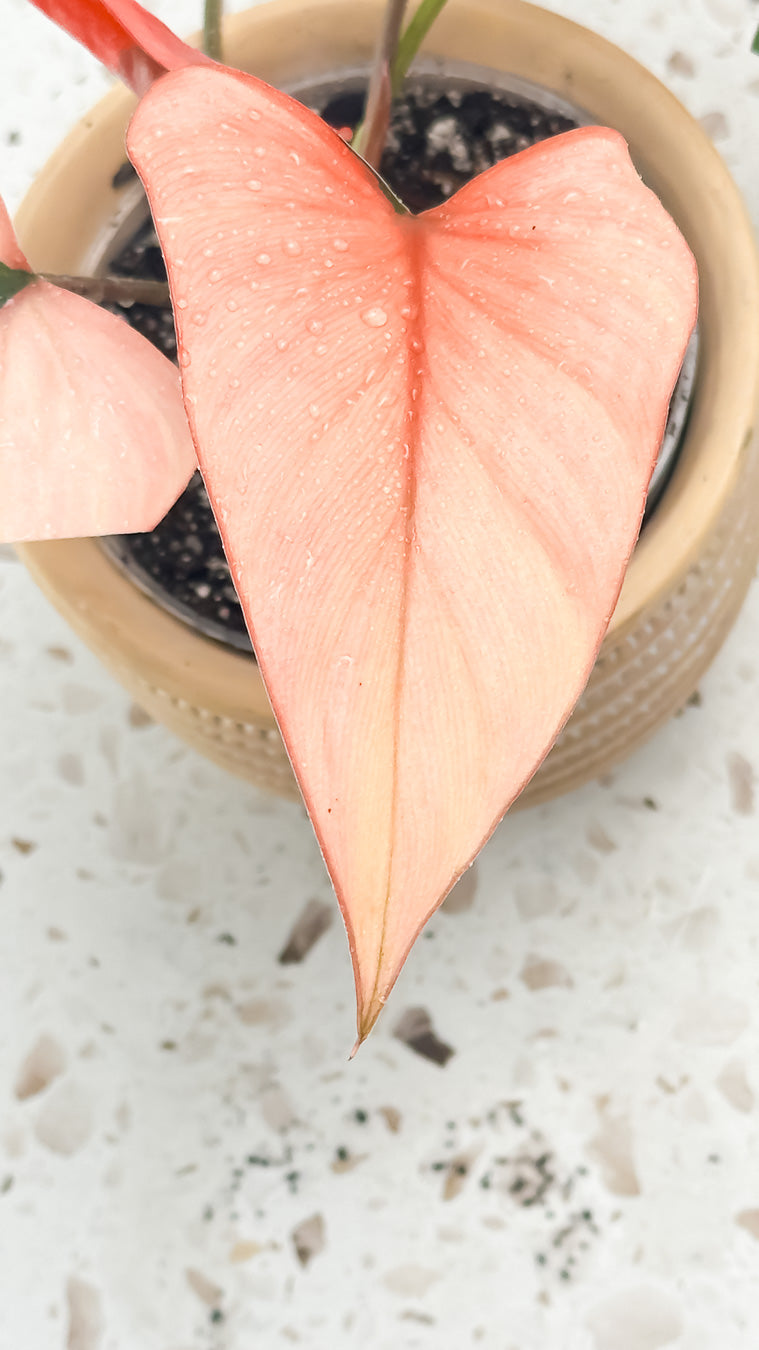 Homalomena Pink Diamond rooted highly Variegated