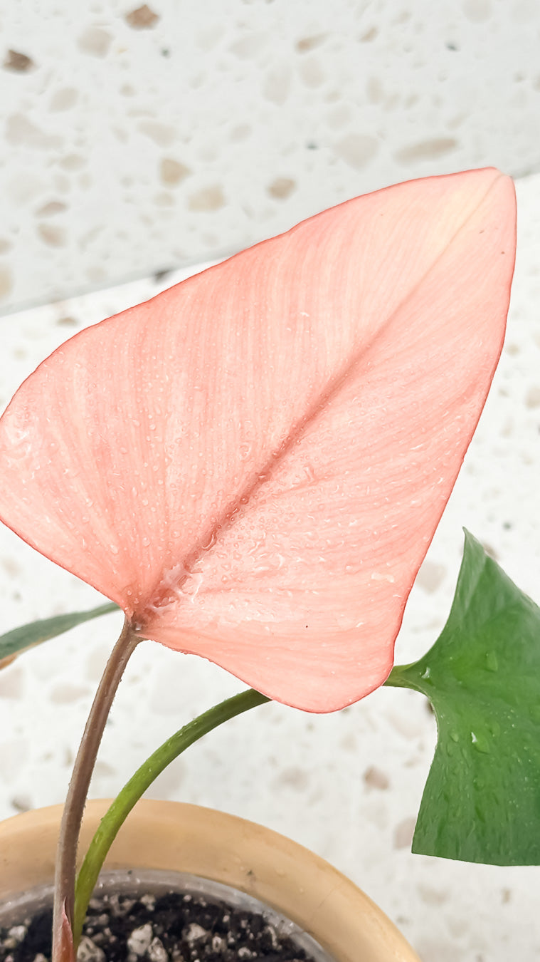 Homalomena Pink Diamond rooted highly Variegated