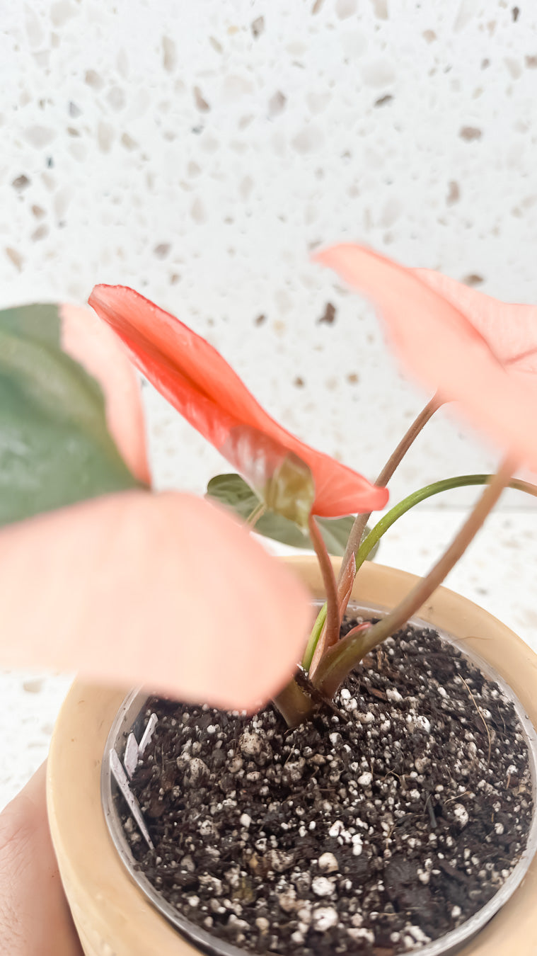 Homalomena Pink Diamond rooted highly Variegated