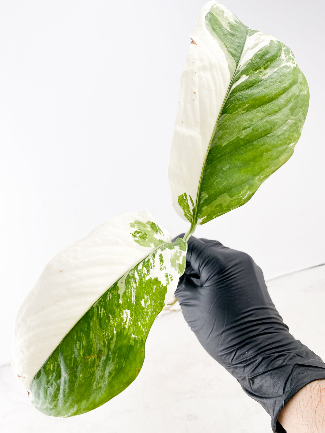 Monstera Lechleriana Variegated 2 leaf with sprout