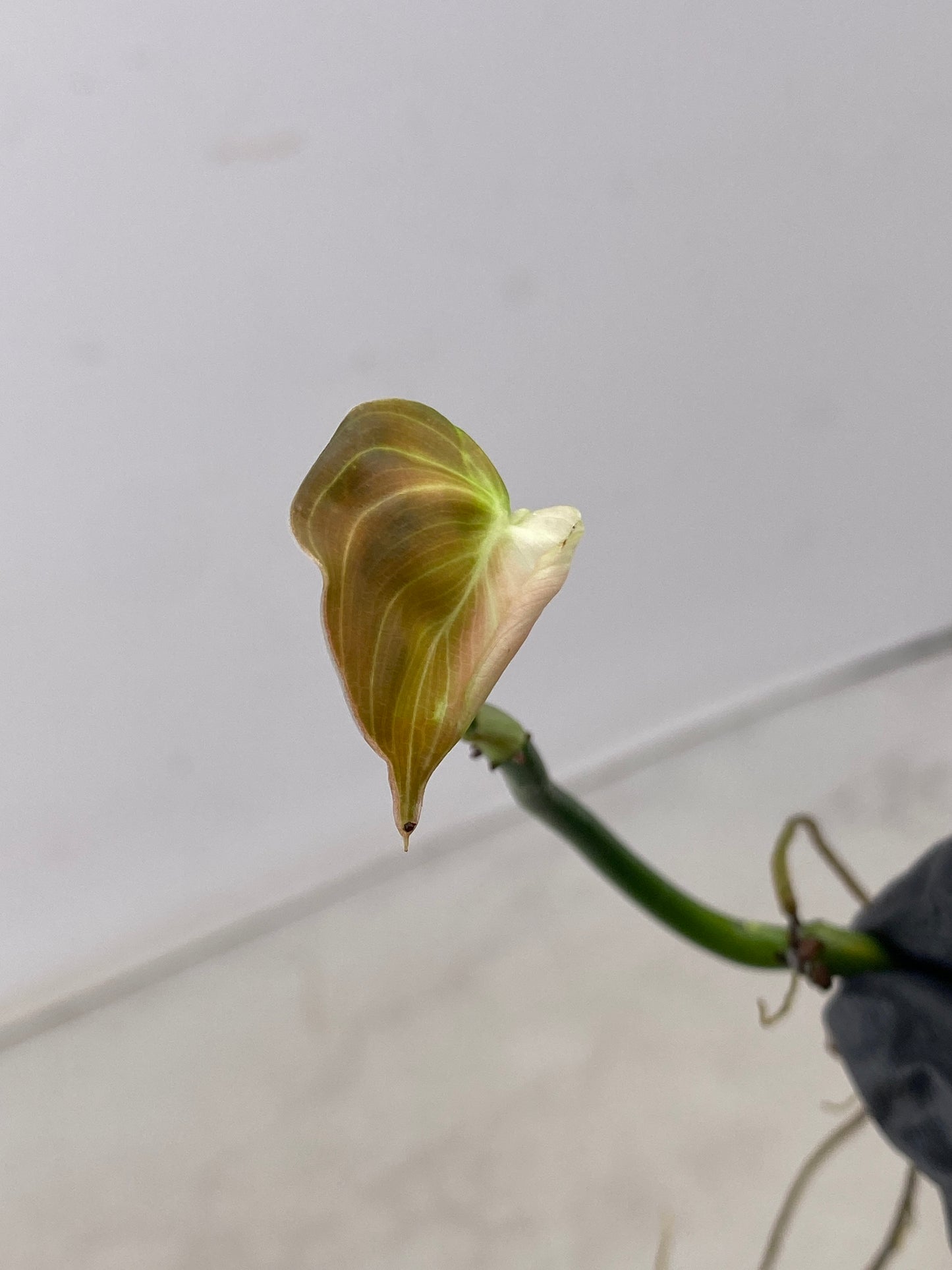 FOR ROBERT: Philodendron Melanochrysum Variegated 1 leaf multiple nodes