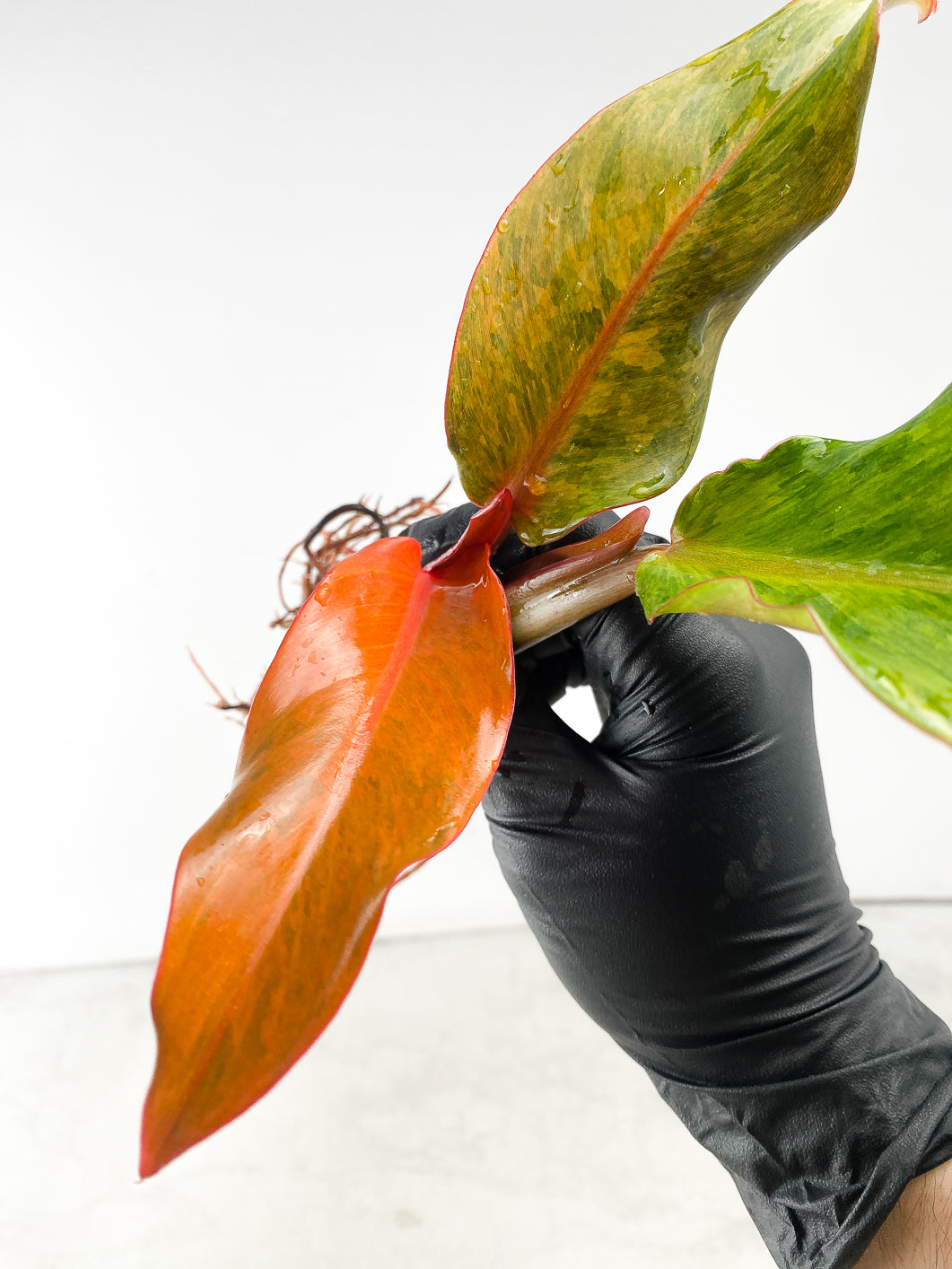 Philodendron Orange Marmalade 3 leaf top cutting