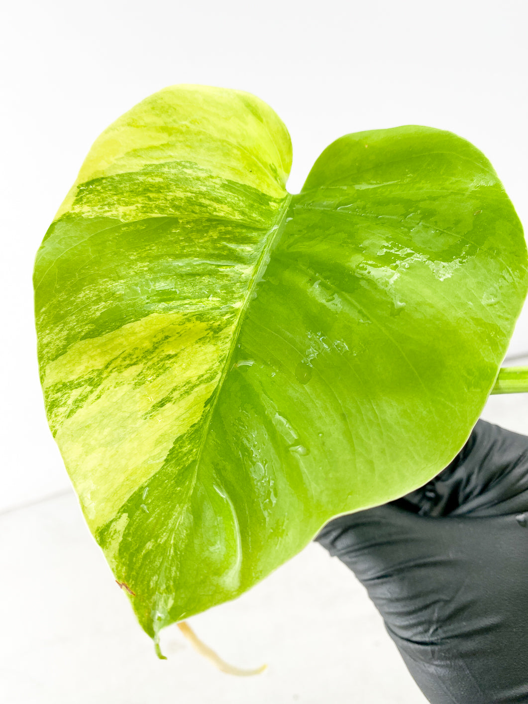 Monstera Aurea Tricolor 2 leaf top cutting