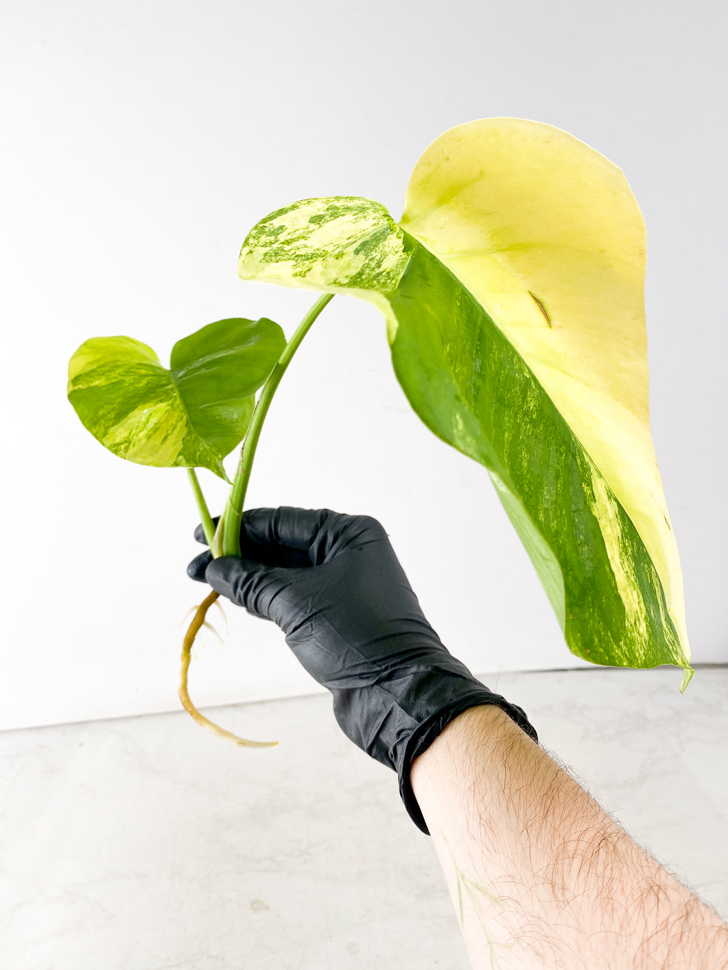 Monstera Aurea Tricolor 2 leaf top cutting