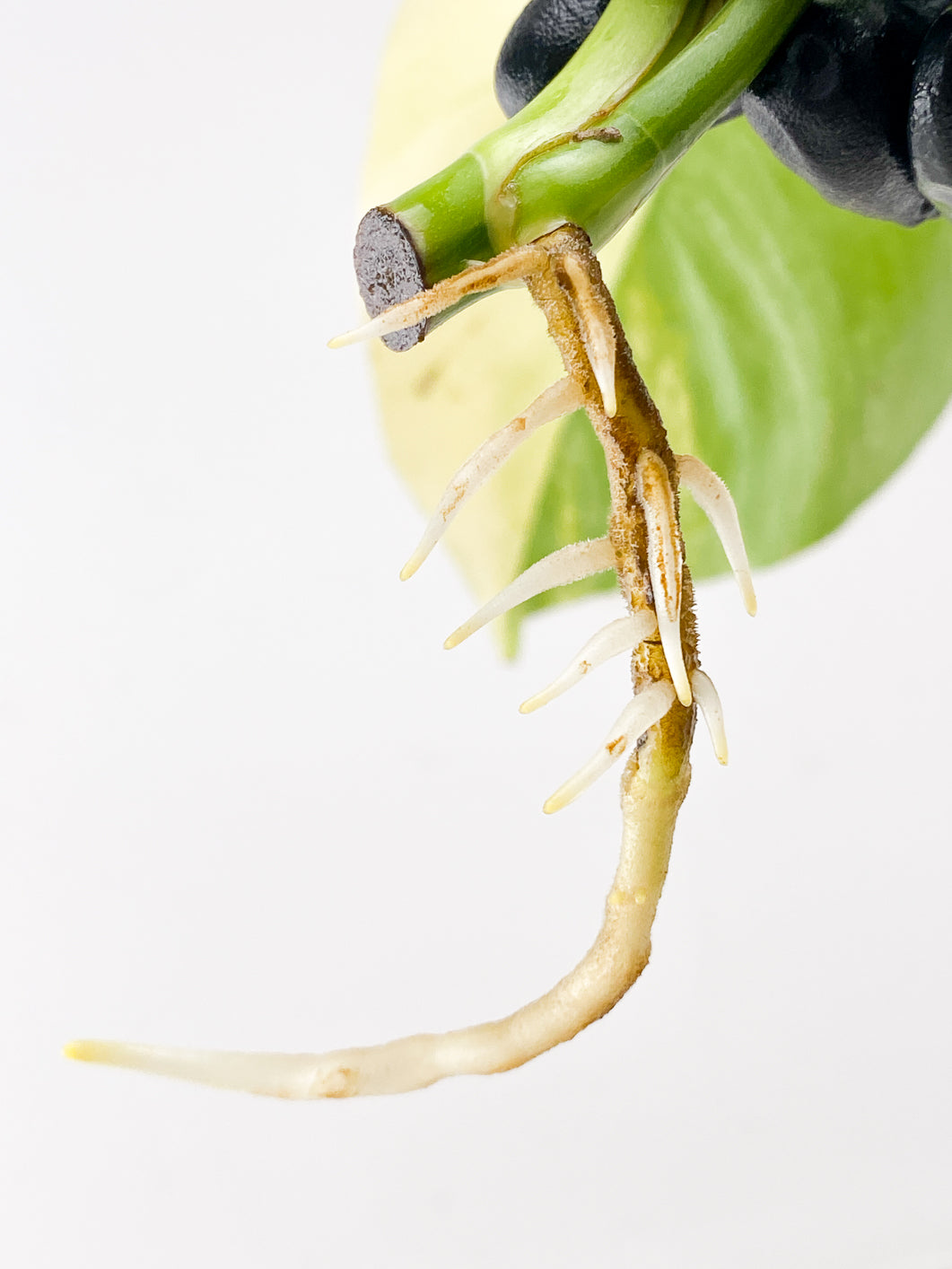 Monstera Aurea Tricolor 2 leaf top cutting