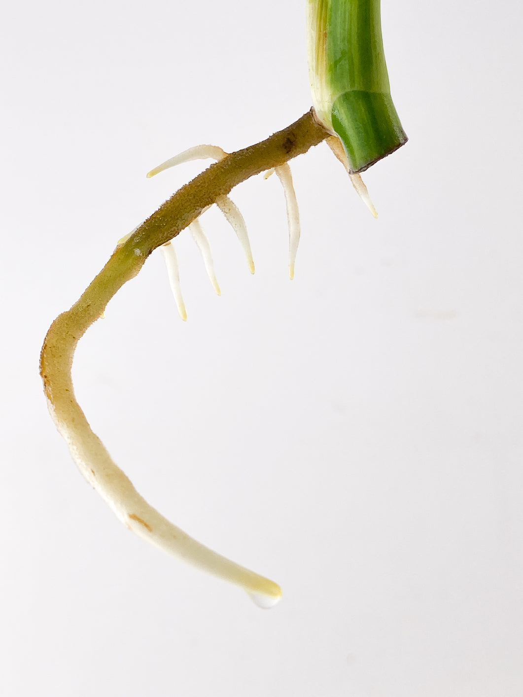 Monstera Aurea Tricolor 2 leaf top cutting