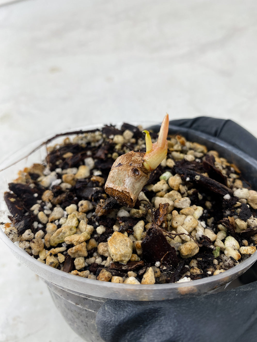 Grower's Choice: Philodendron Snowdrift Node