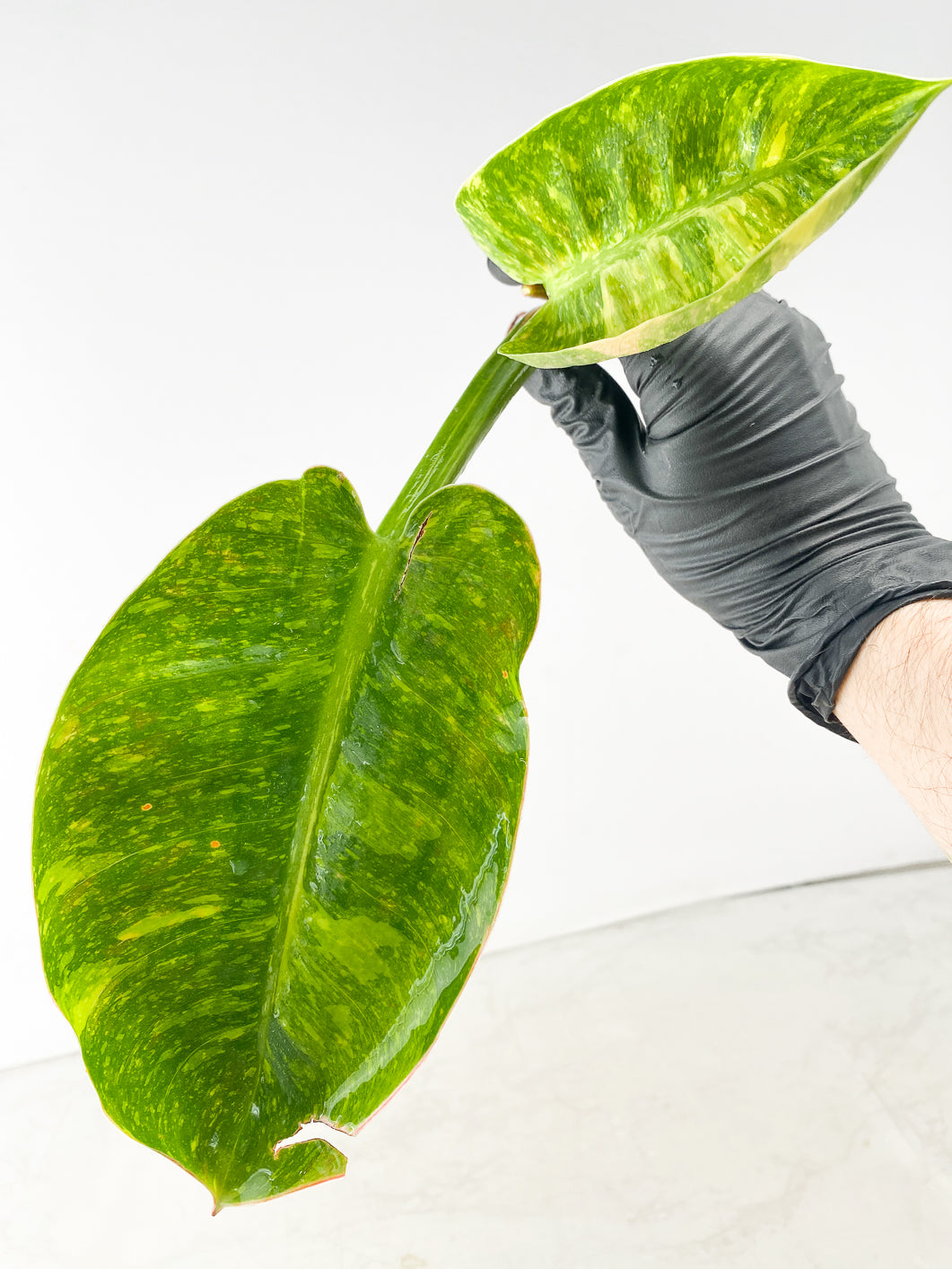 Philodendron Green Congo Variegated Nuclear 2 leaf top cutting