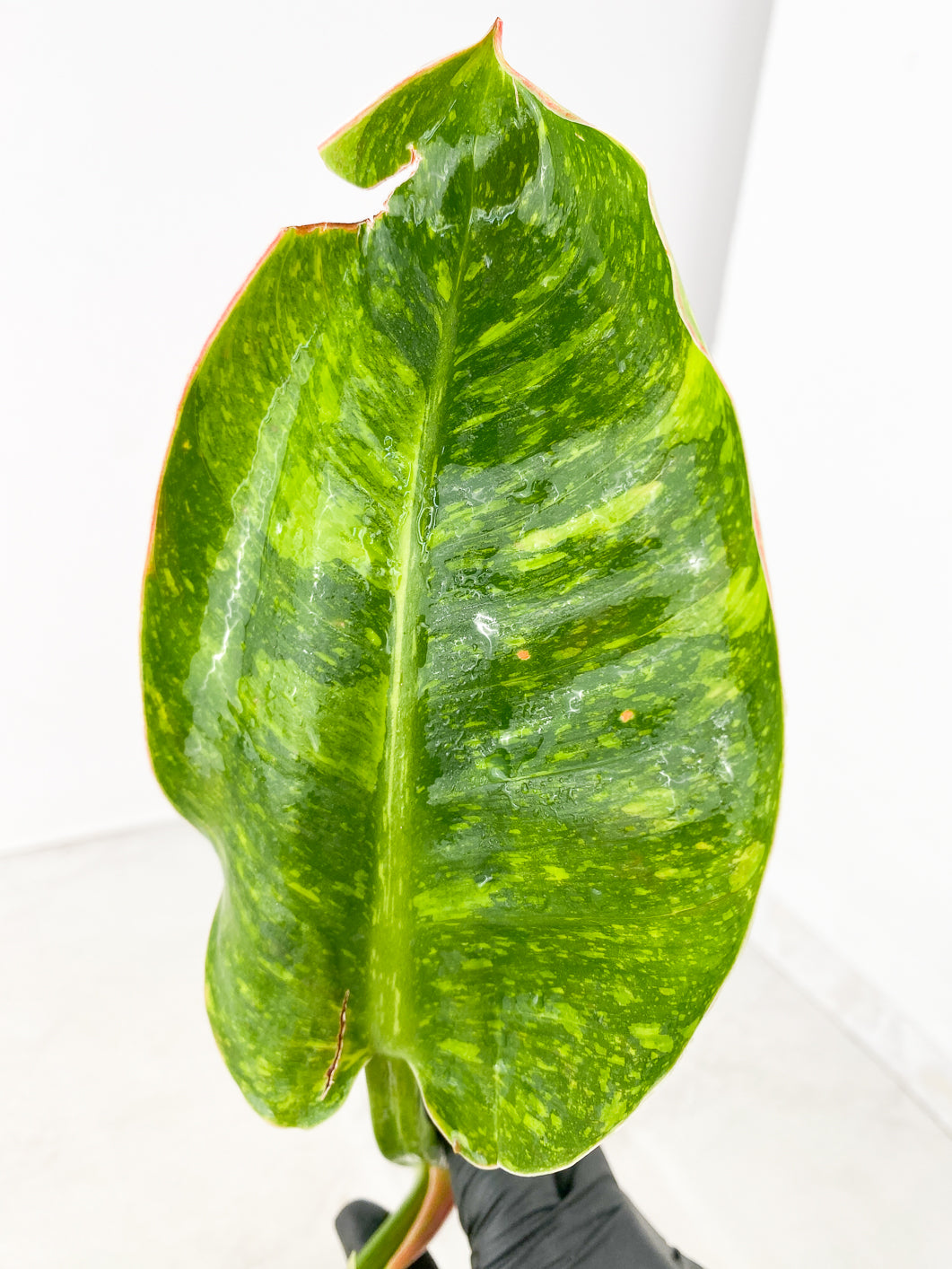 Philodendron Green Congo Variegated Nuclear 2 leaf top cutting